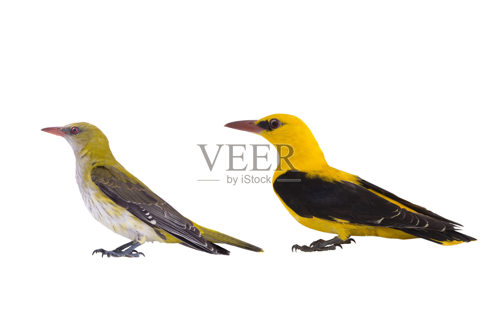 欧亚金莺（Oriolus oriolus）幼鸟，3岁以下，看起来是绿色的，之后会变黄照片摄影图片