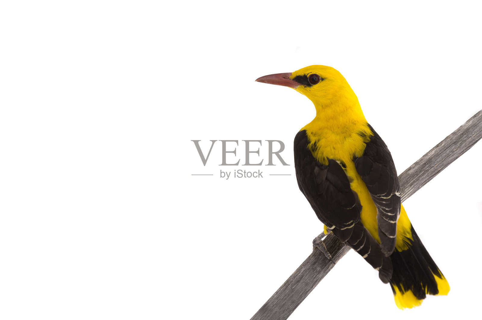 白背景上的欧亚金黄鹂（Oriolus oriolus）照片摄影图片