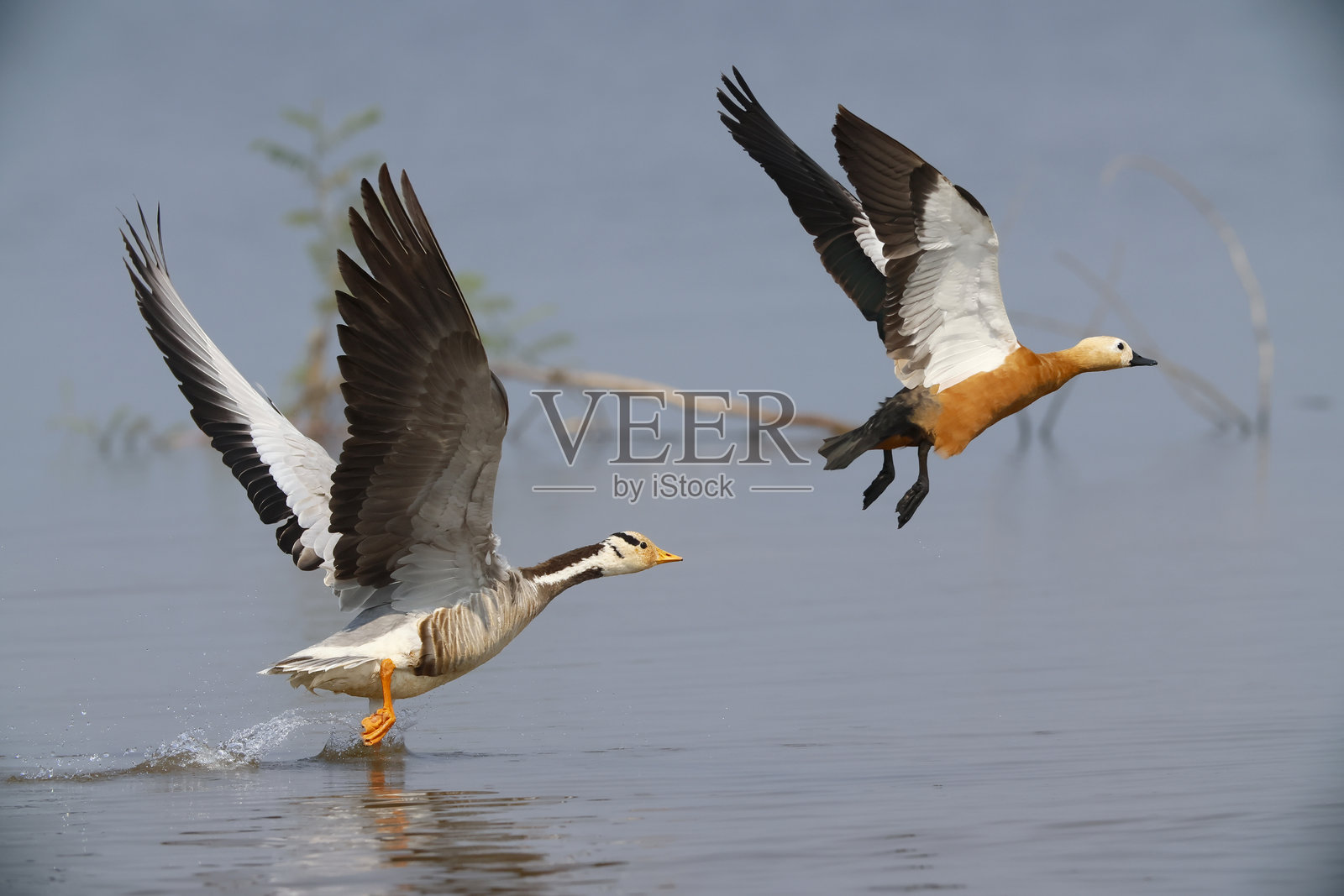 斑头雁在泰国水面上起飞照片摄影图片