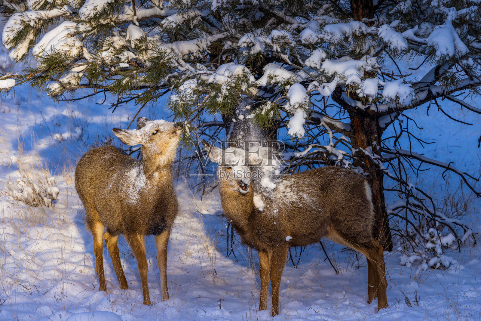 两只母鹿在冬季飘雪中照片摄影图片