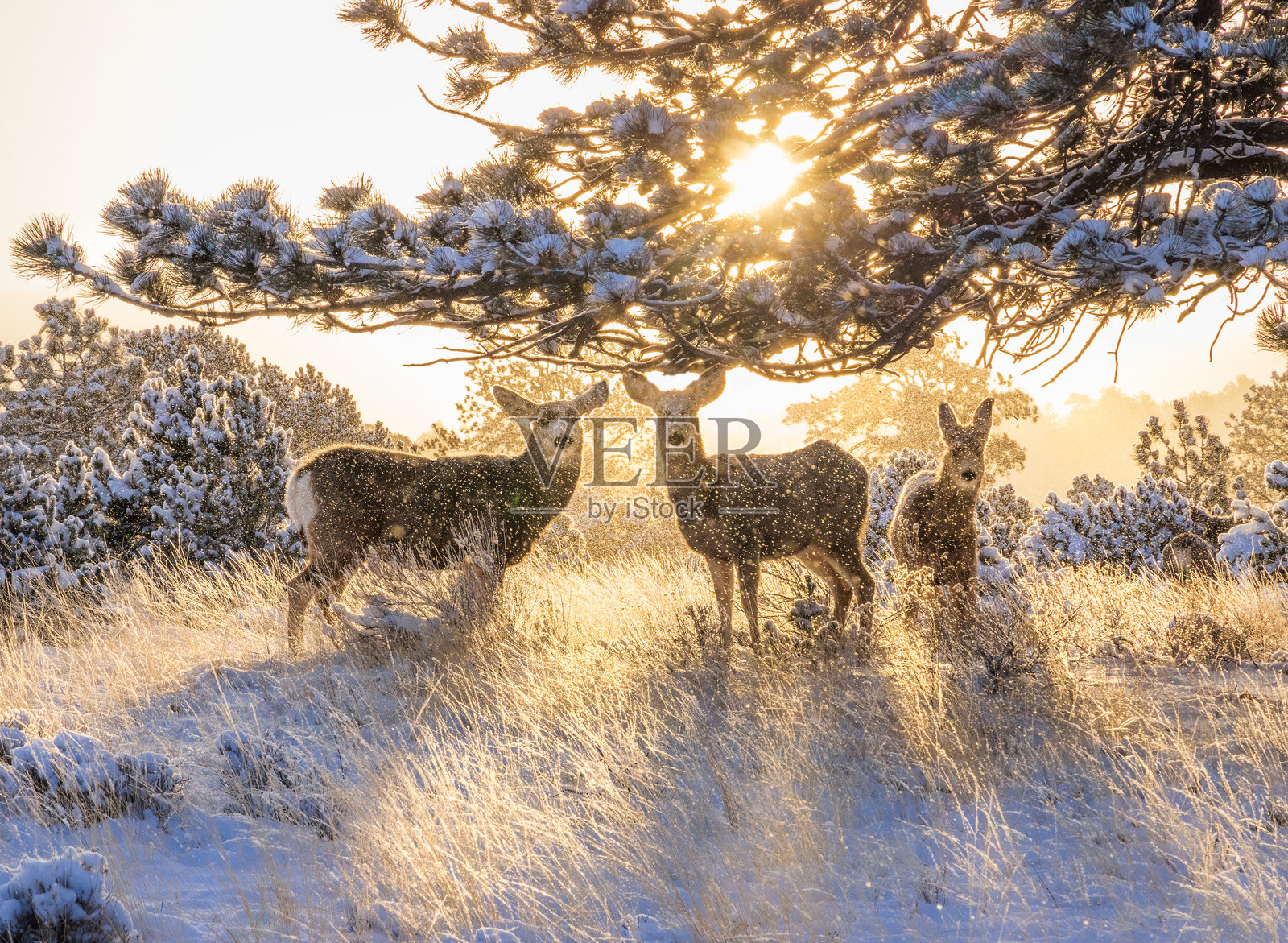晨曦金光下的三只骡鹿与冬季仙境般的飘雪照片摄影图片
