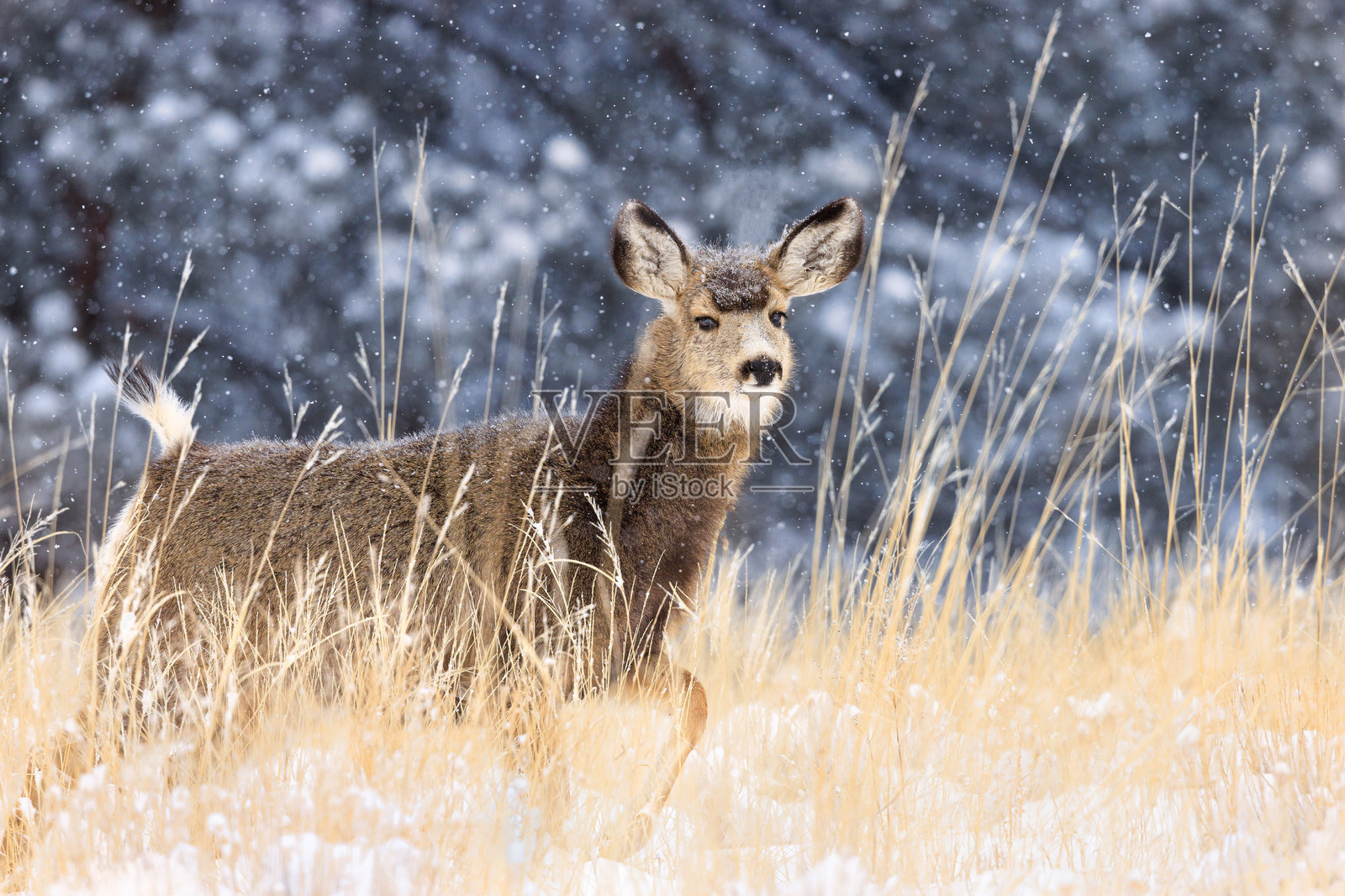 一只小鹿在暴风雪中奔跑于高草丛中照片摄影图片