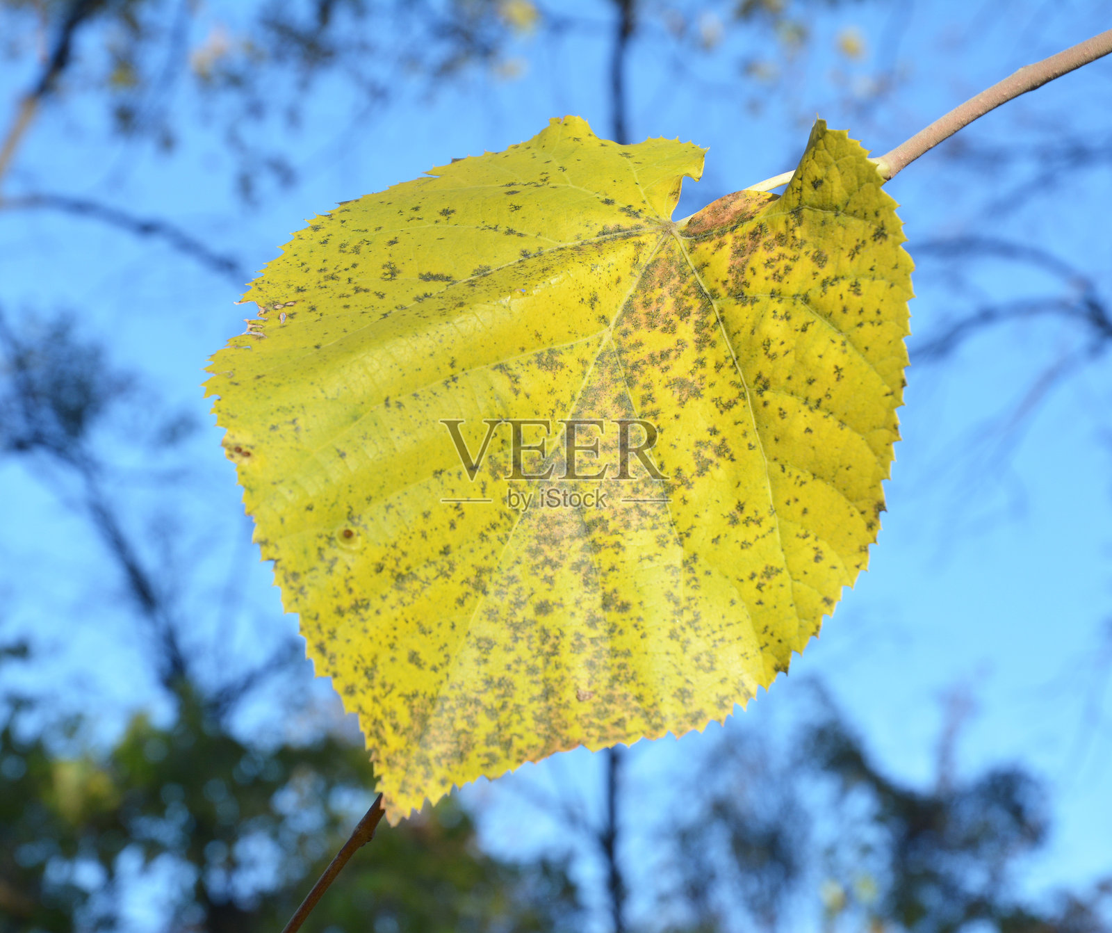 孤零零的叶子照片摄影图片