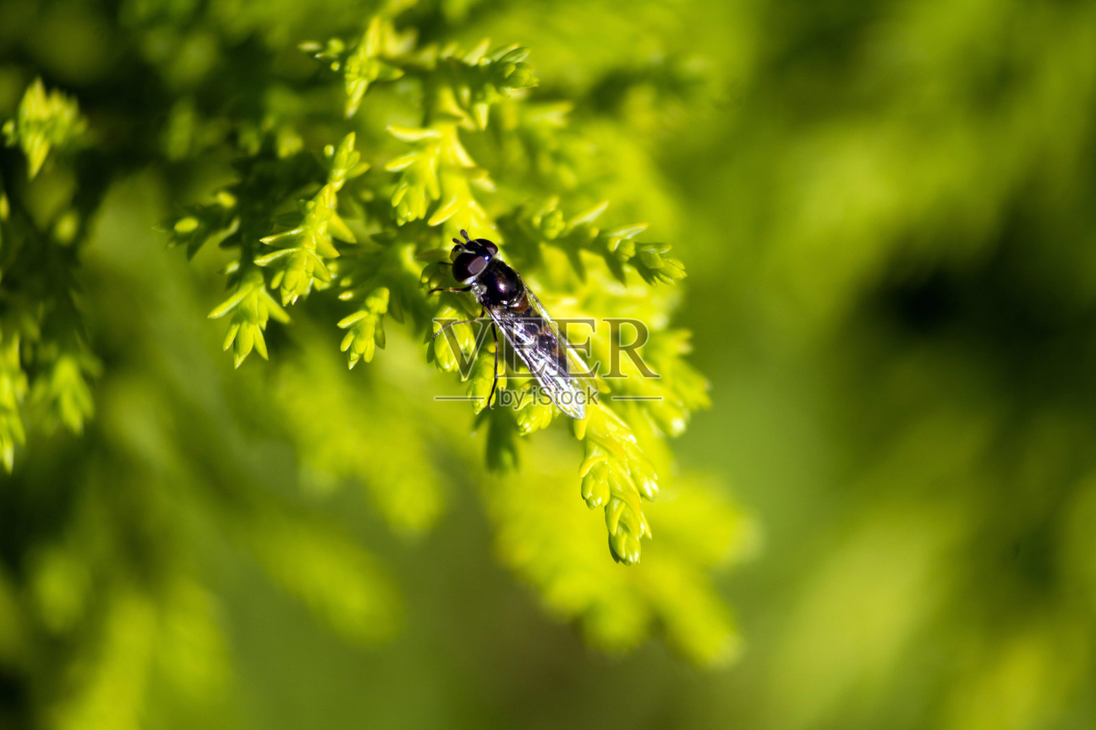 叶片上的金尾食蚜蝇（Xylota sylvarum）照片摄影图片