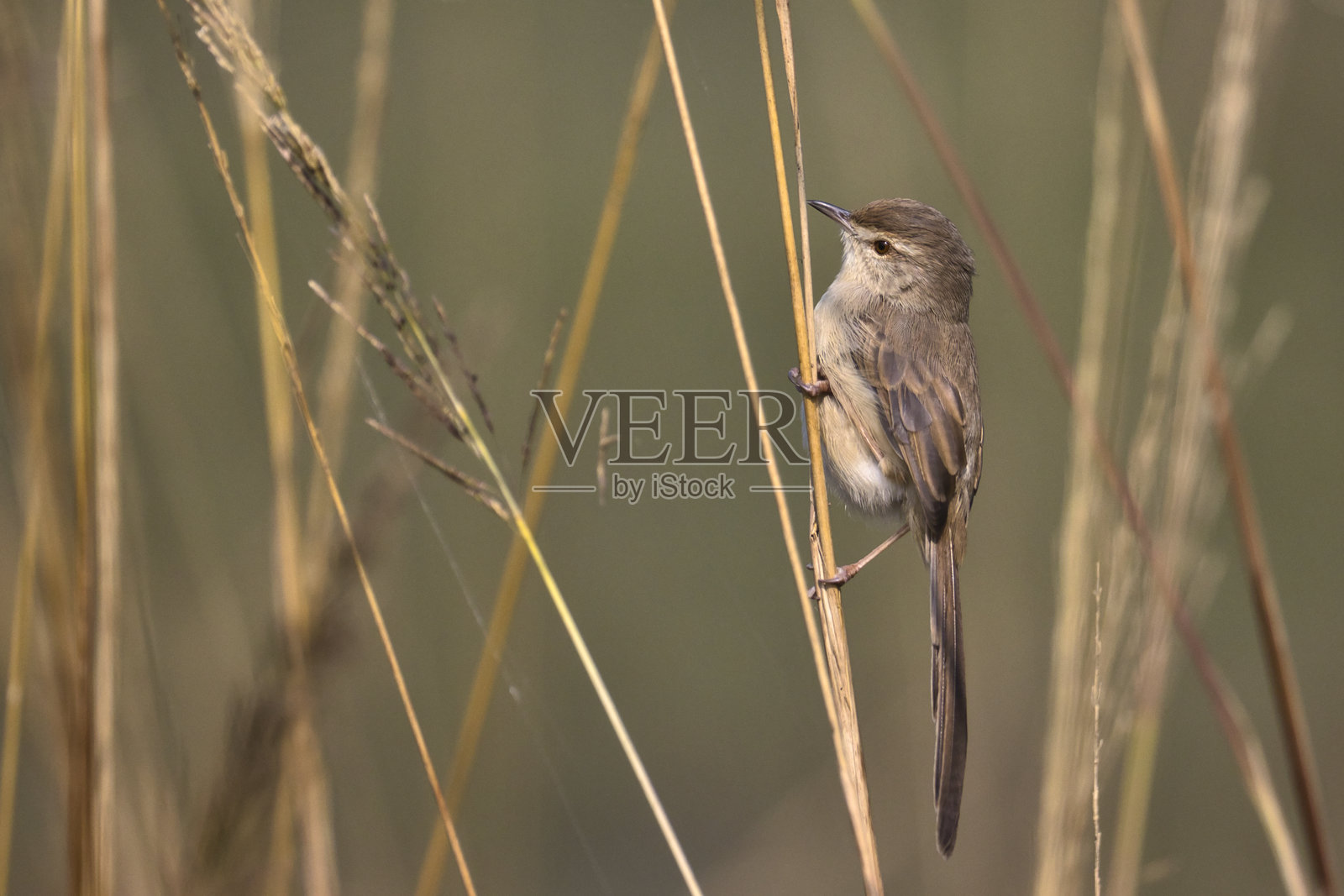 大自然的填补缝隙照片摄影图片