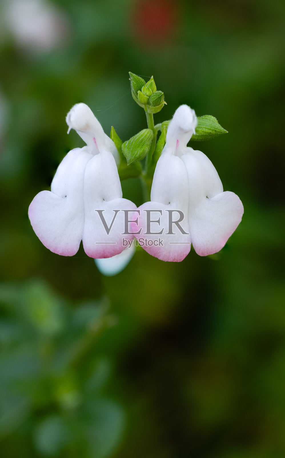 特写镜头，一朵红白相间的细叶鼠尾草花，背景为模糊的绿色。照片摄影图片