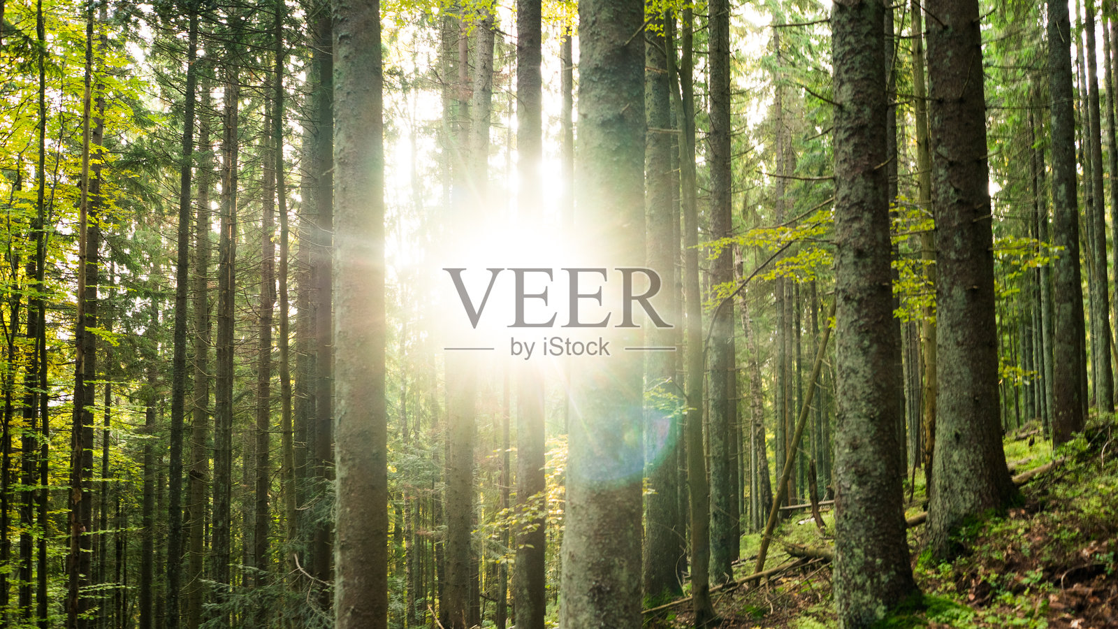 阳光穿透树林，绿色调照片，阳光照片摄影图片