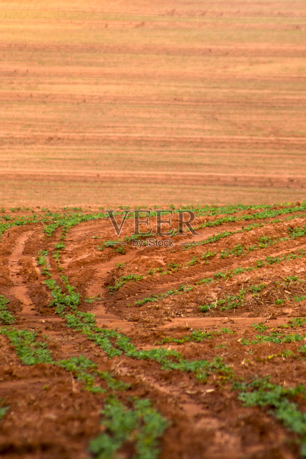 农场里弯曲的田垄上，长着年轻的花生幼苗照片摄影图片