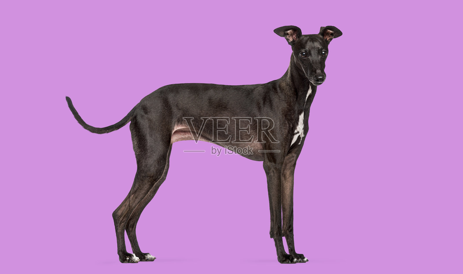 黑色的惠比特犬站立在紫色的背景上照片摄影图片