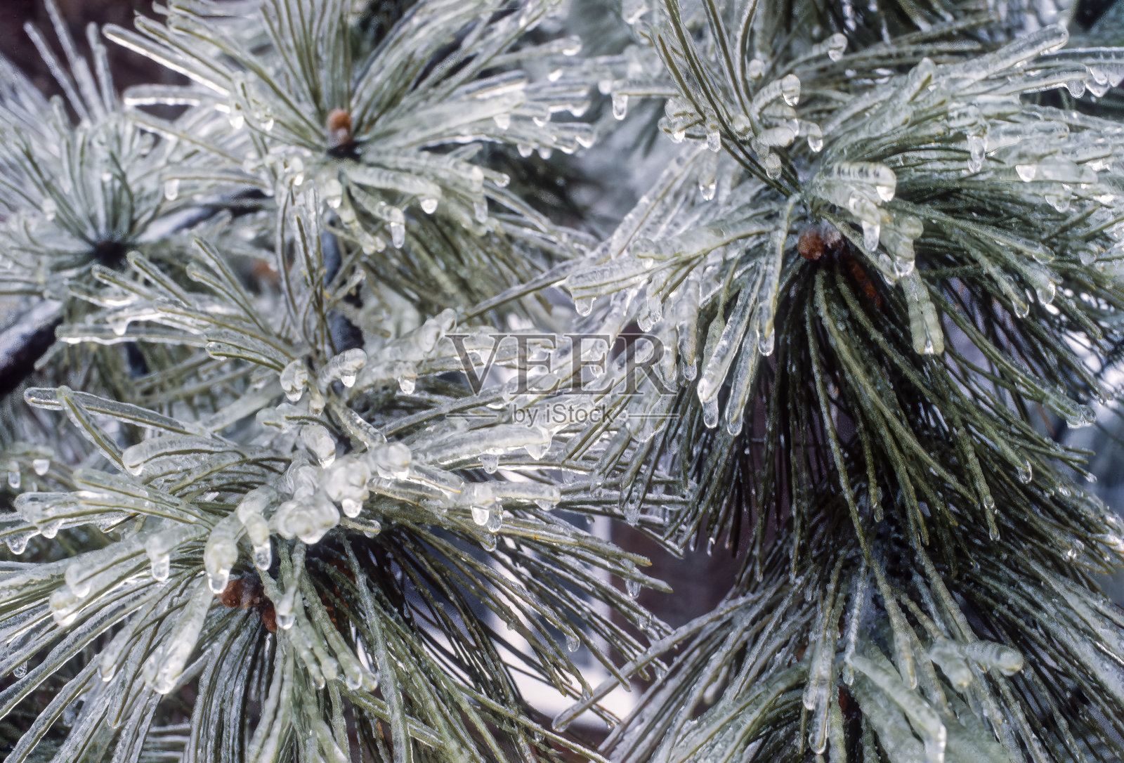 覆盖着冰的松树枝特写照片摄影图片