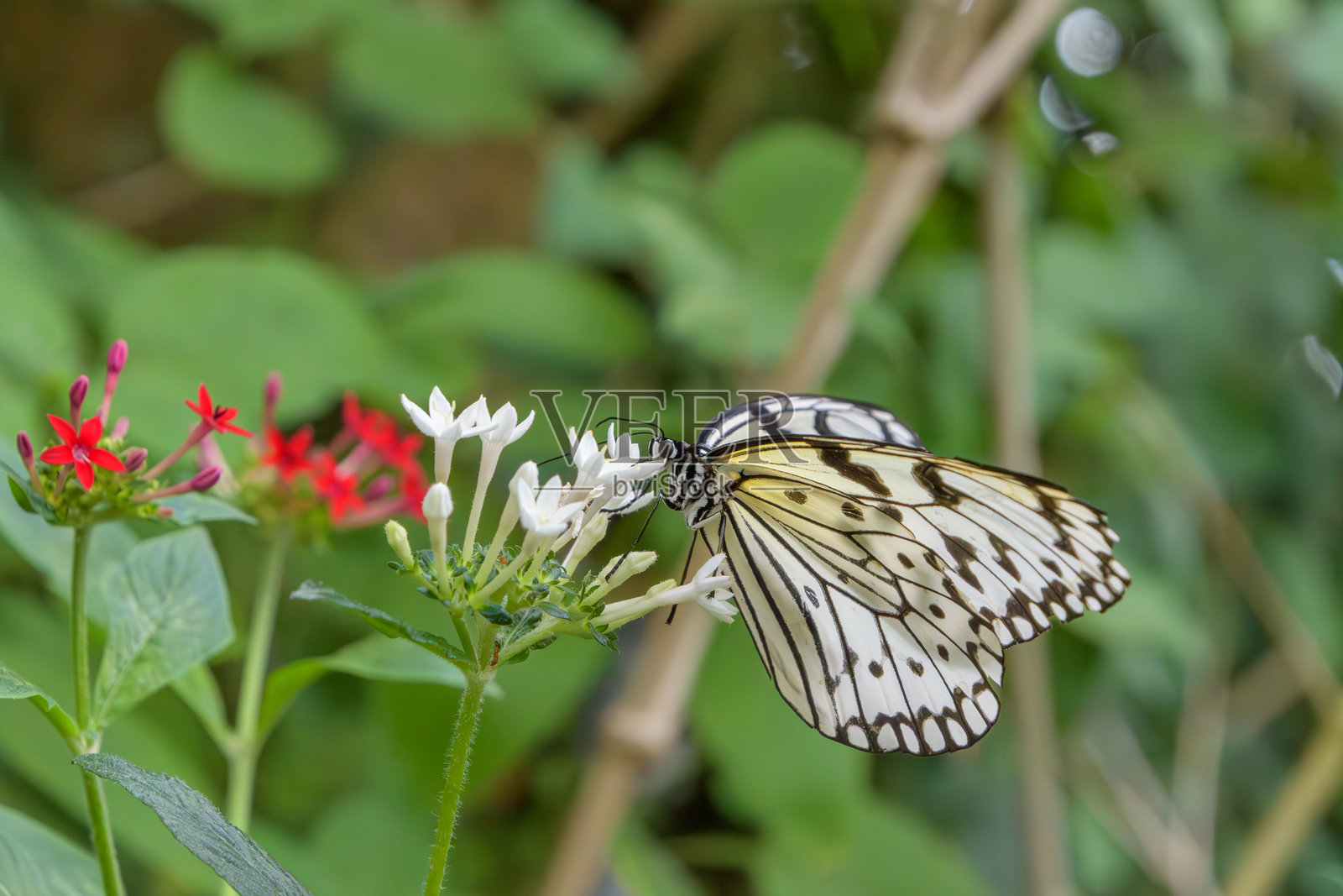 纸风筝蝴蝶停在马缨丹花上照片摄影图片