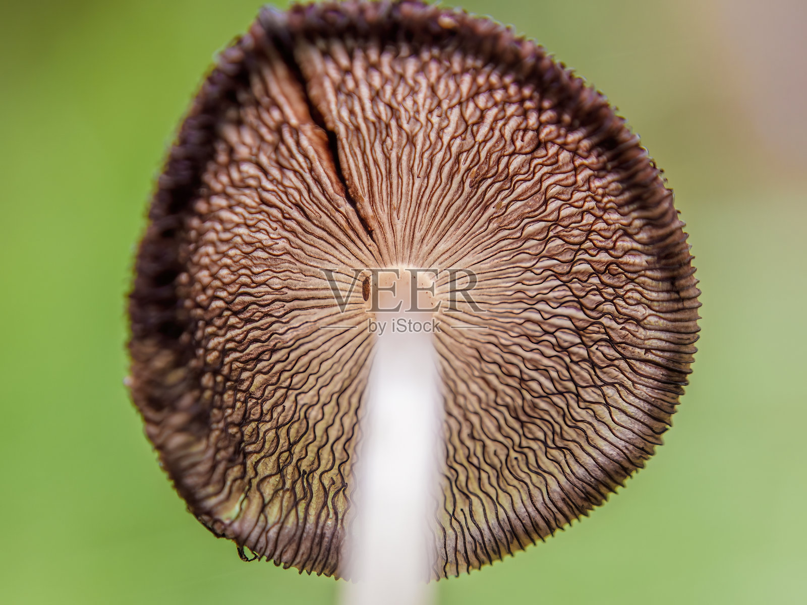 褶皱墨盖菇生长在潮湿的森林地面上照片摄影图片