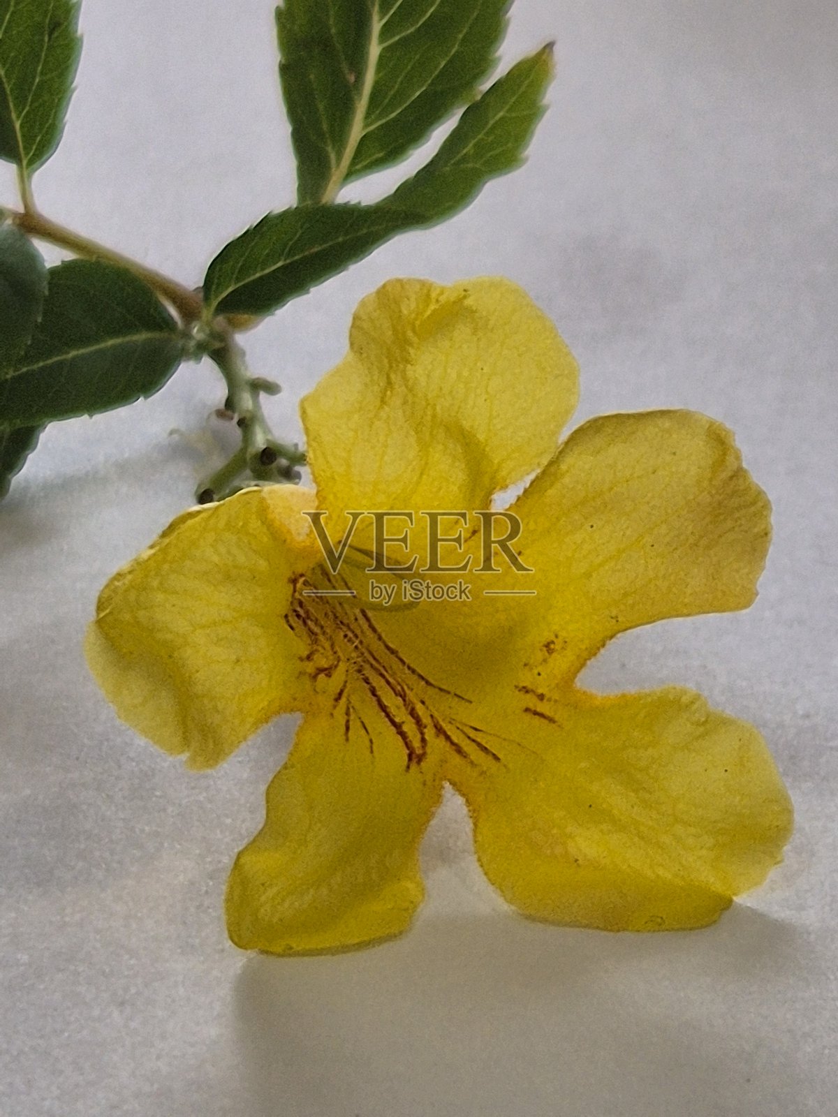 黄蝉花（美登木）的黄色花朵细节。美登木。自然照片摄影图片