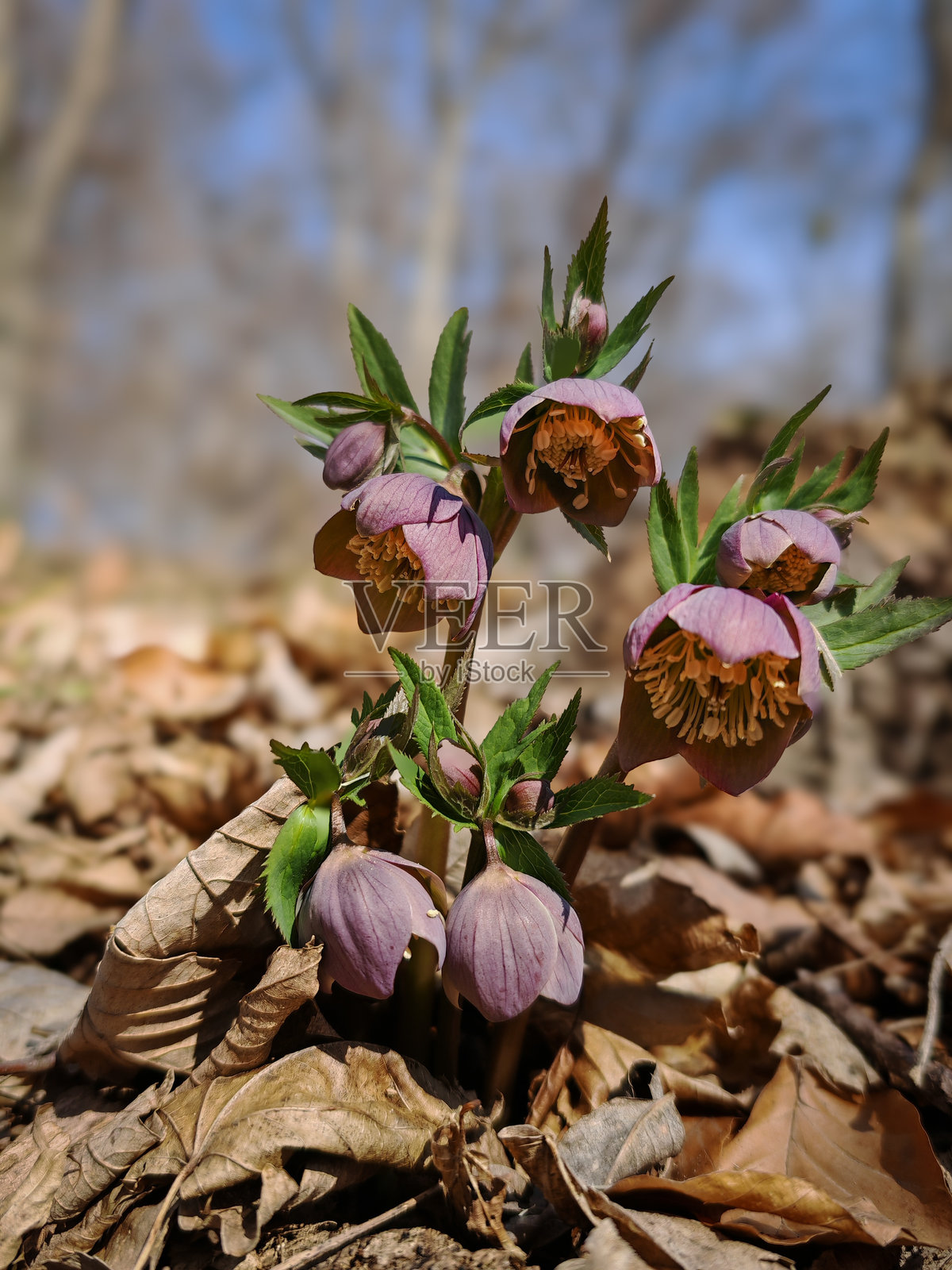 布克山脉春季森林中，早开的紫色藜芦花照片摄影图片