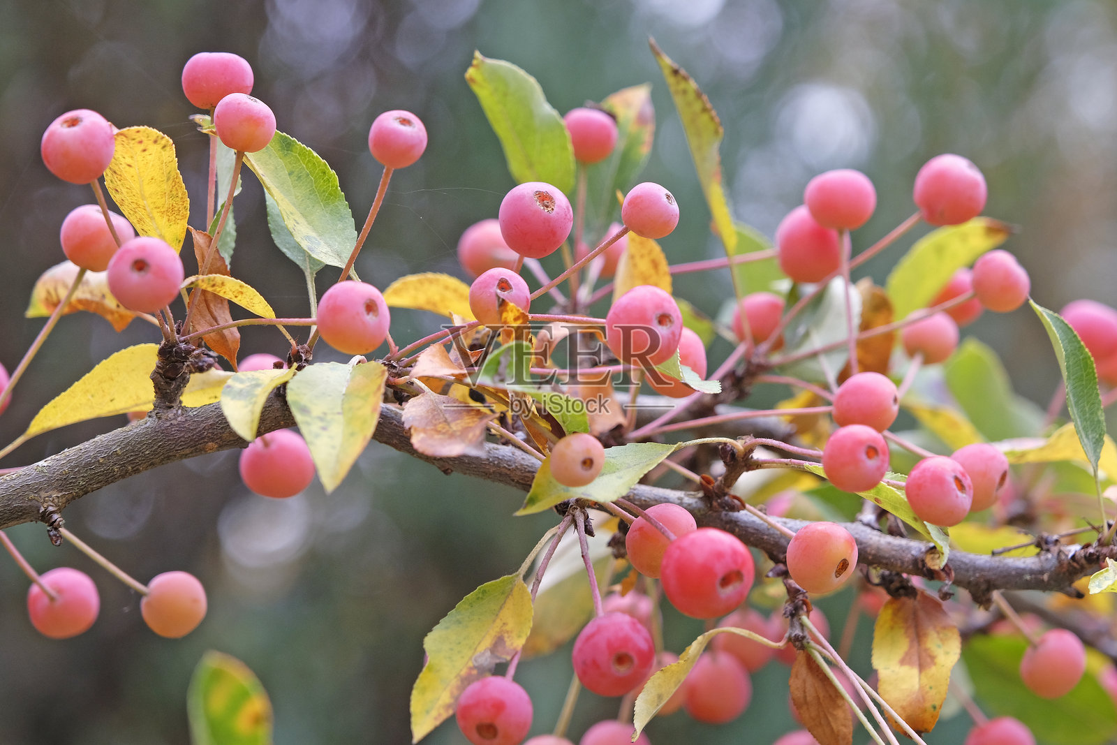 ‘Adirondack’海棠树上橙粉色的浆果。照片摄影图片
