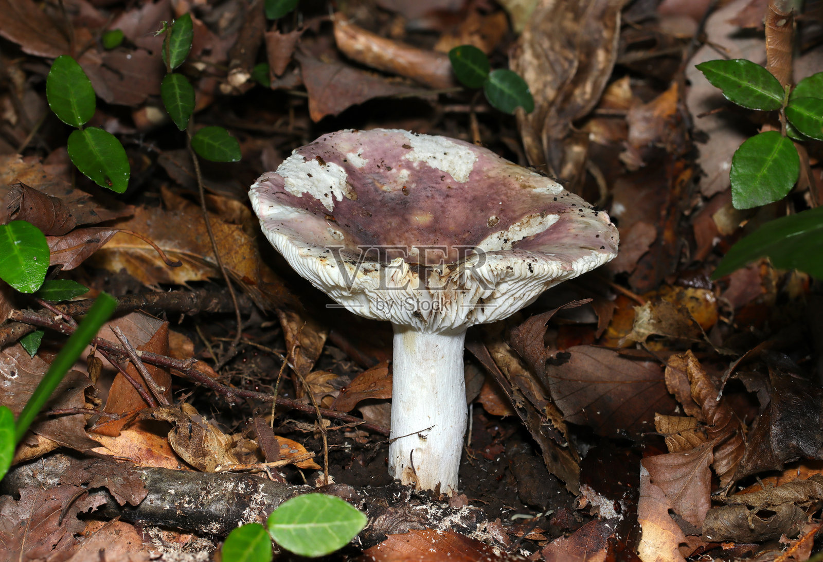 日本的肥胖浅粉色棕白色俄罗斯菇（松茸），中心凹陷（户外野外真菌，真菌学特写微距摄影）照片摄影图片