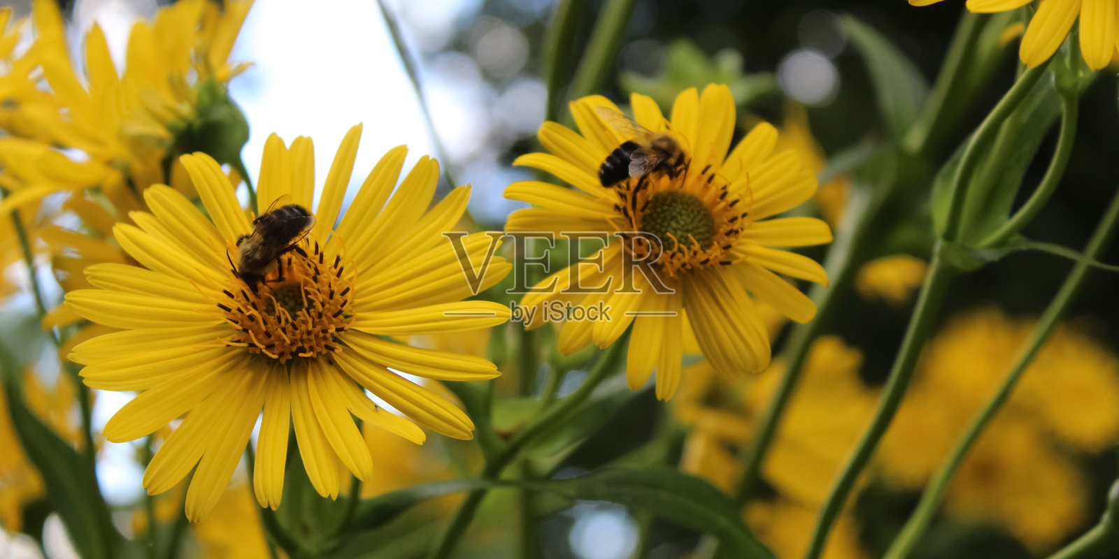 两只蜜蜂在杯状花（Silphium perfoliatum）的花朵上。恢复性栖息地生态横幅。照片摄影图片