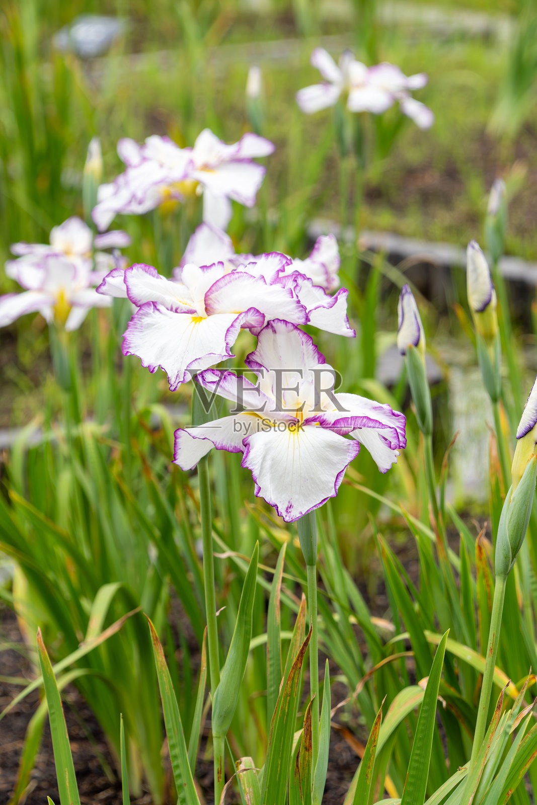 花园里的白色和紫色鸢尾花照片摄影图片