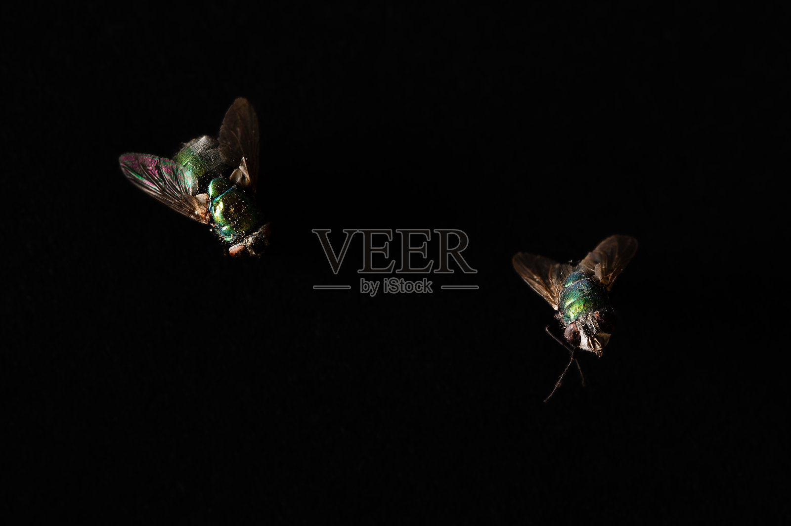 黑底上两只已死亡的常见丽蝇照片摄影图片