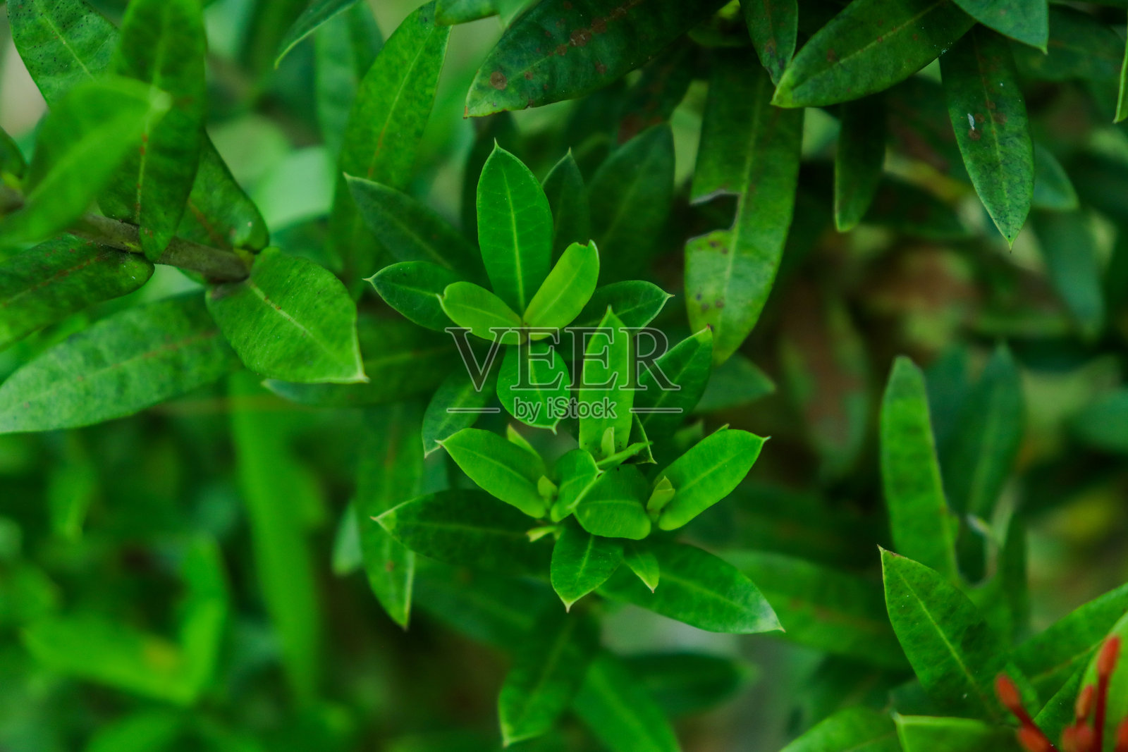 植物照片摄影图片