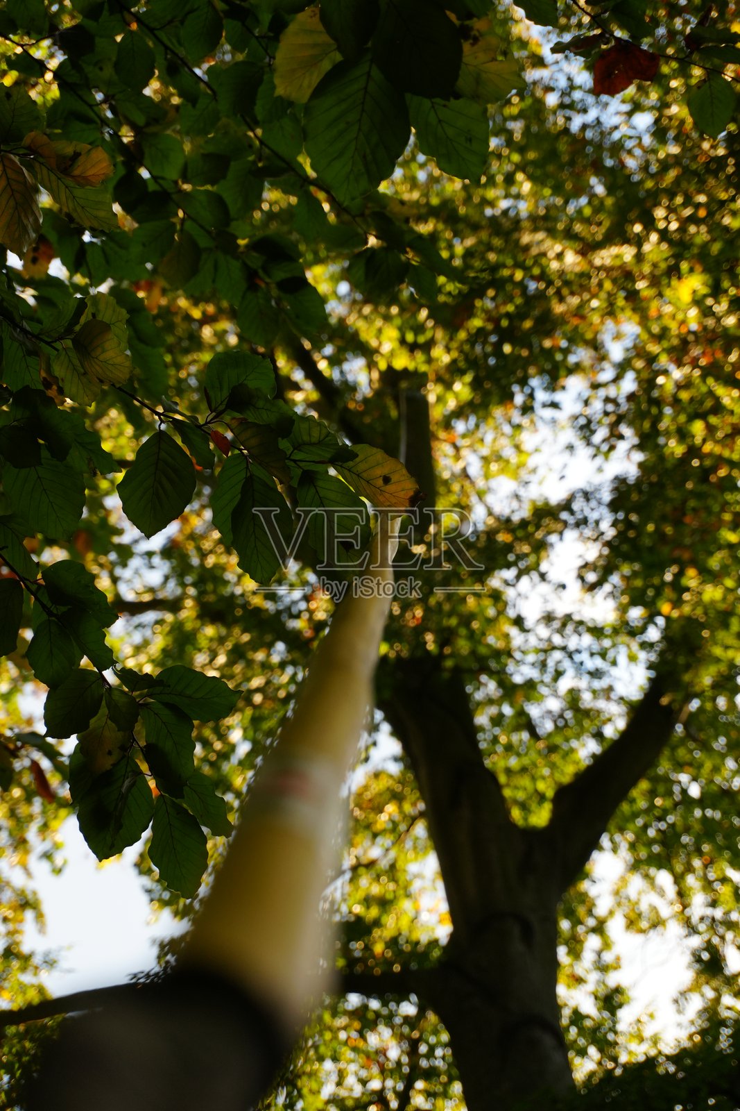 自然照片摄影图片