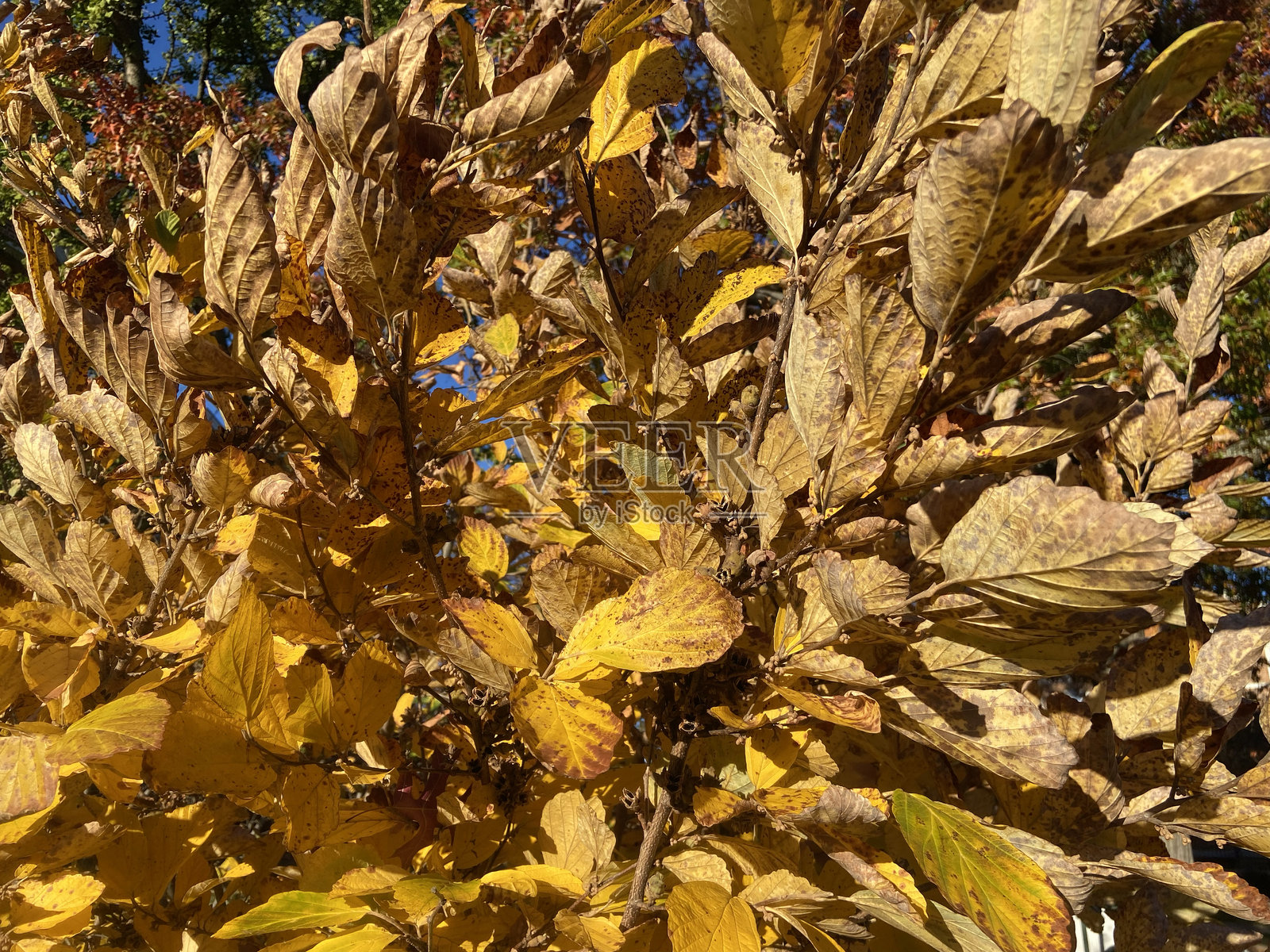 秋日里泛黄的落叶照片摄影图片
