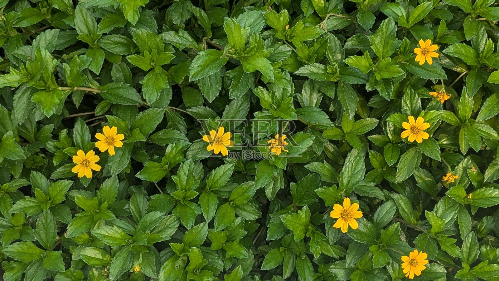 夏日春季主题的花坛，在明亮的绿叶背景上绽放出美丽的橙黄色花朵，全景构图照片摄影图片