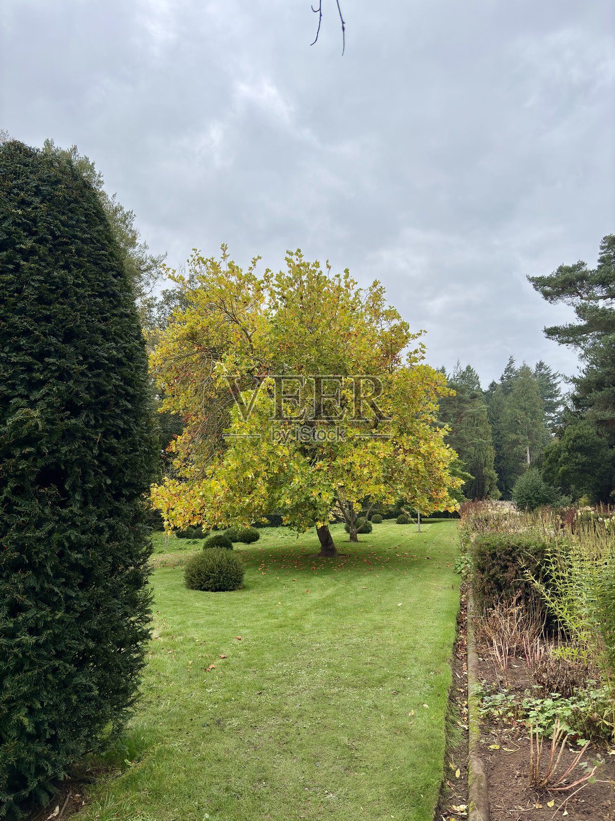 初秋时节，一棵生机勃勃的树呈现出绿、黄、橙相间的叶子。这幅景象捕捉了宁静公园环境中季节的变化，象征着新生和自然之美。照片摄影图片