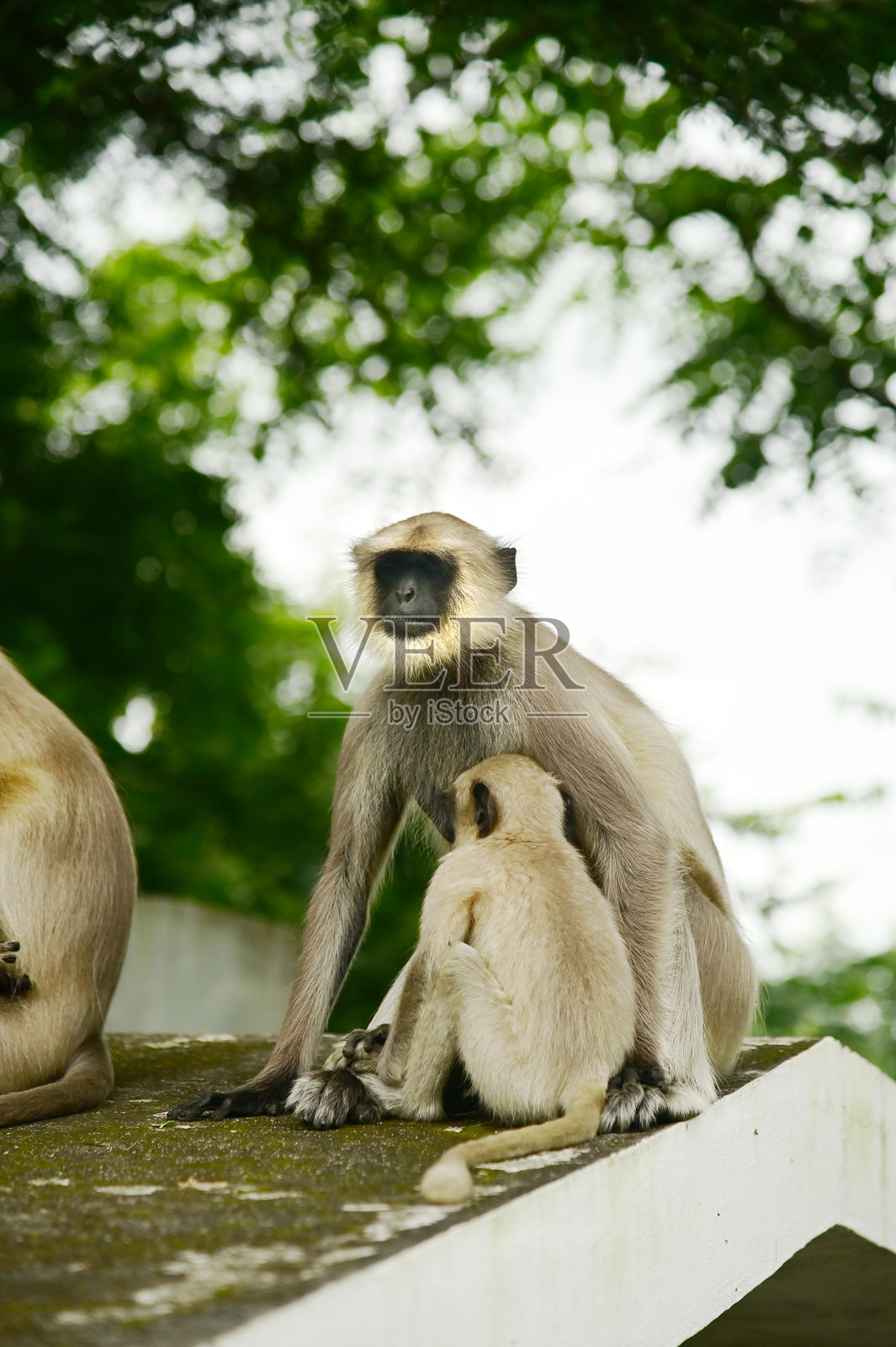 黑脸猴，哈努曼长尾猴。印度南部平原灰长尾猴在印度坐在地板上。照片摄影图片