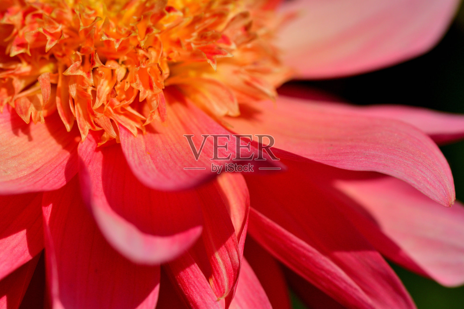 大丽花：因其丰富的形状、尺寸和颜色而成为景观布置的热门选择照片摄影图片