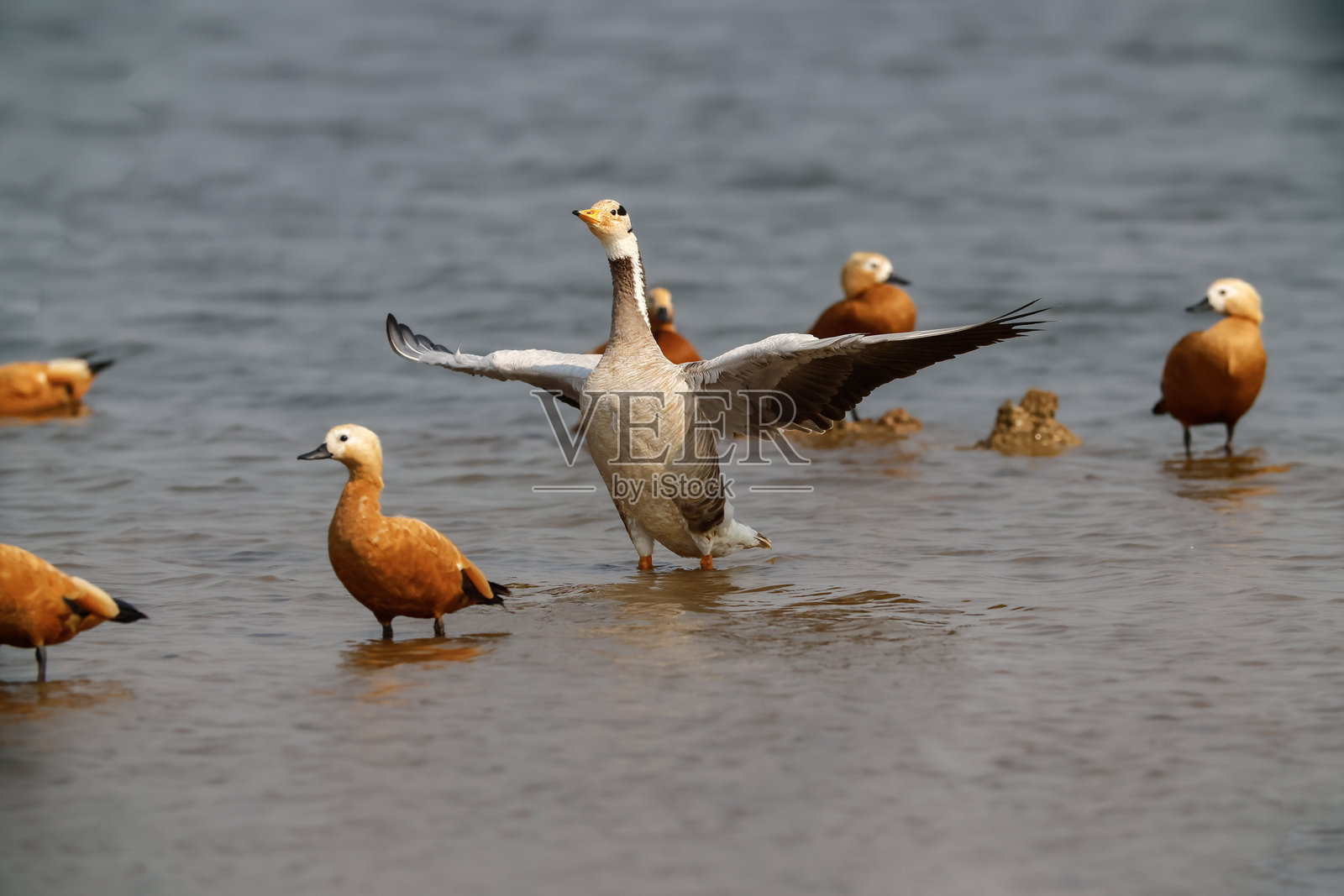 斑头雁在泰国浅湖中张开翅膀，周围有赤膀鸭照片摄影图片