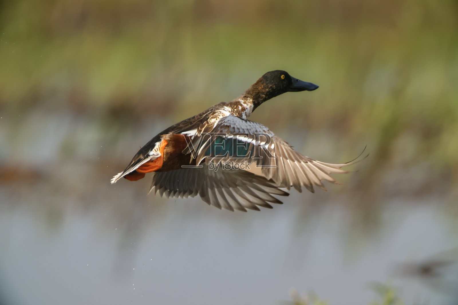 北方匙吻鸭在湿地上空飞翔照片摄影图片