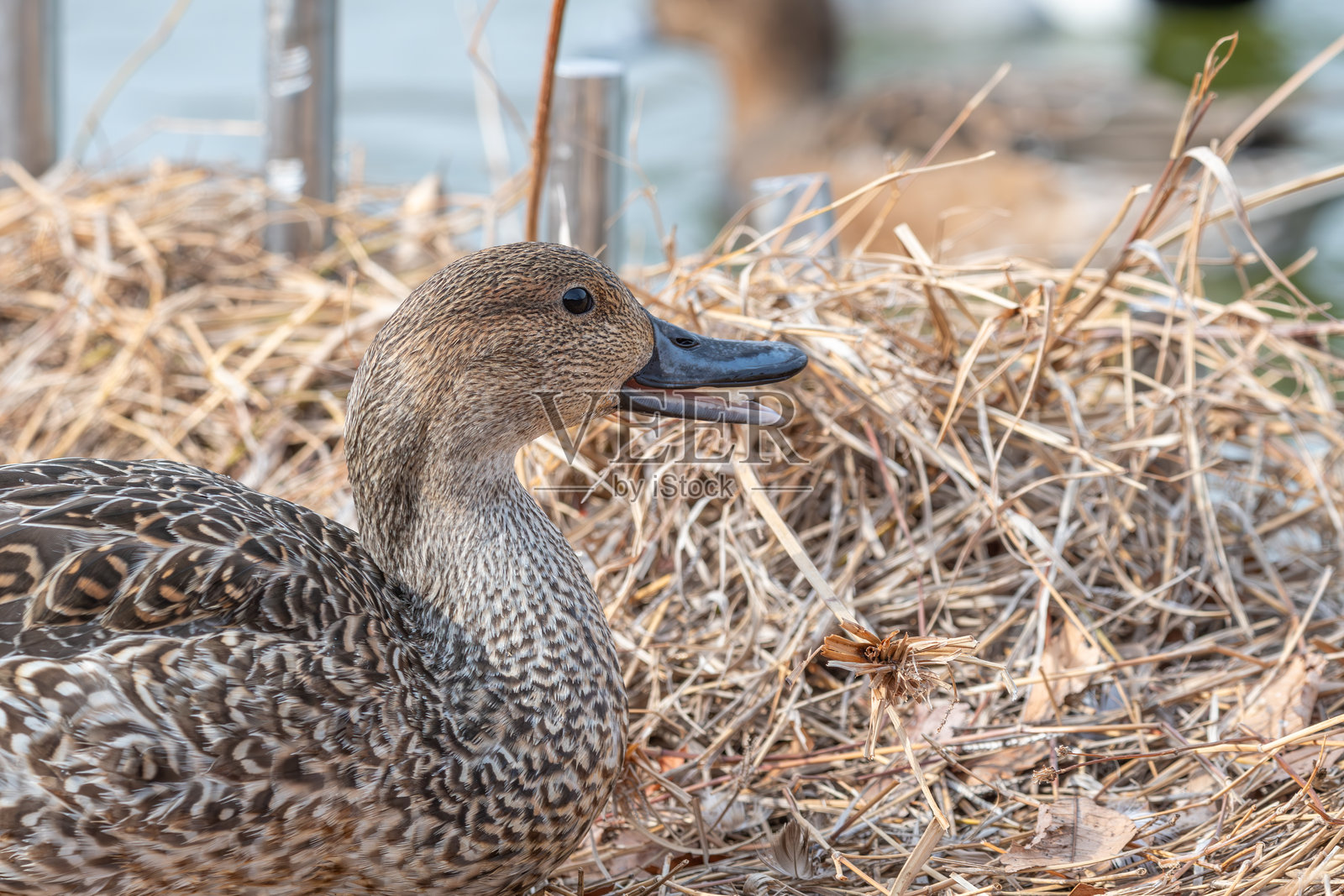 特写镜头：一只雌性鸭子照片摄影图片