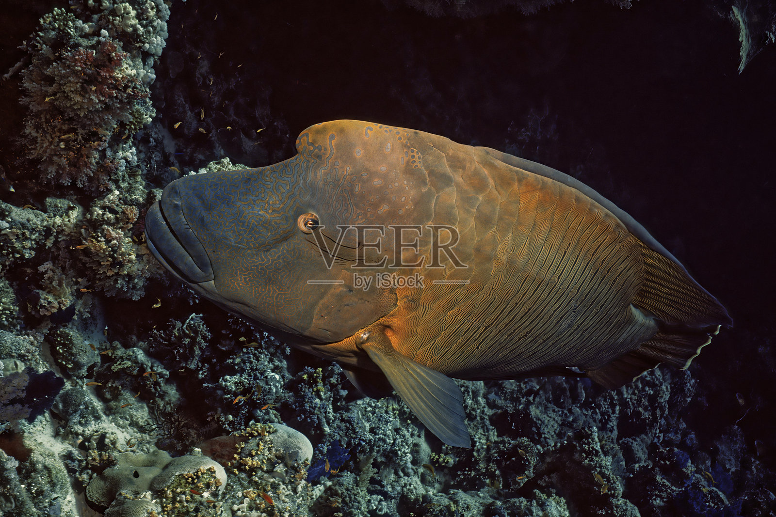 红海（埃及）的苏眉鱼（Cheilinus undulatus）照片摄影图片