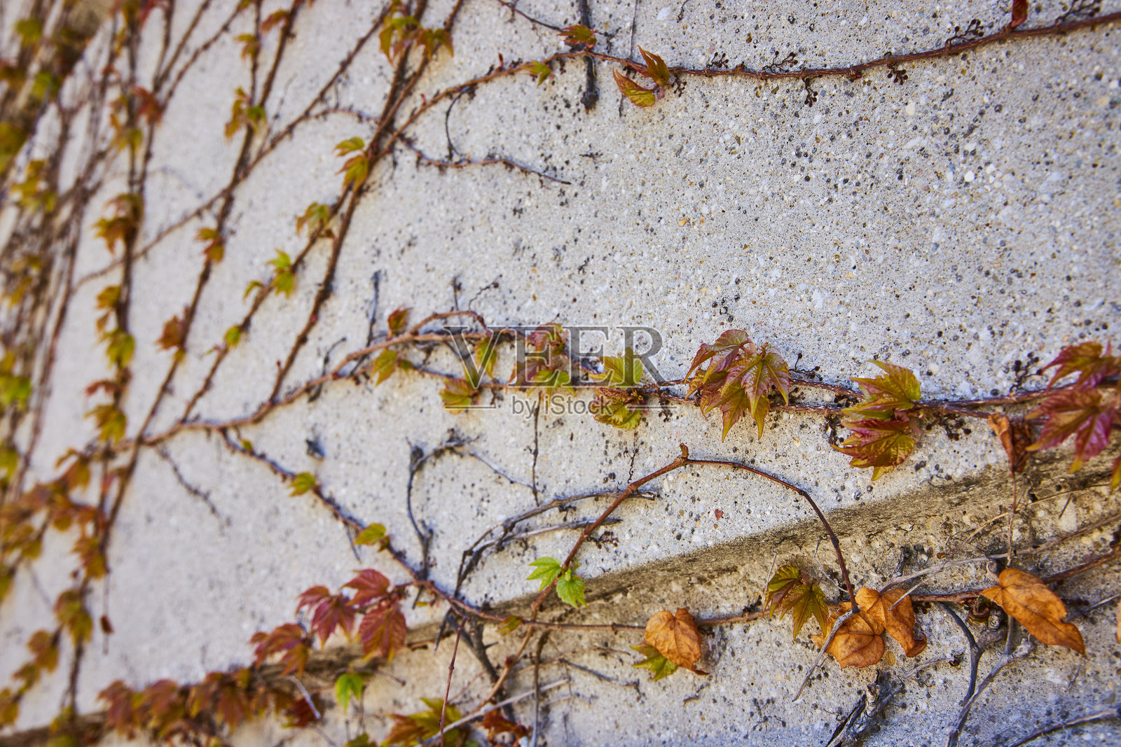 常春藤爬满混凝土墙 - 城市纹理自然细节照片摄影图片