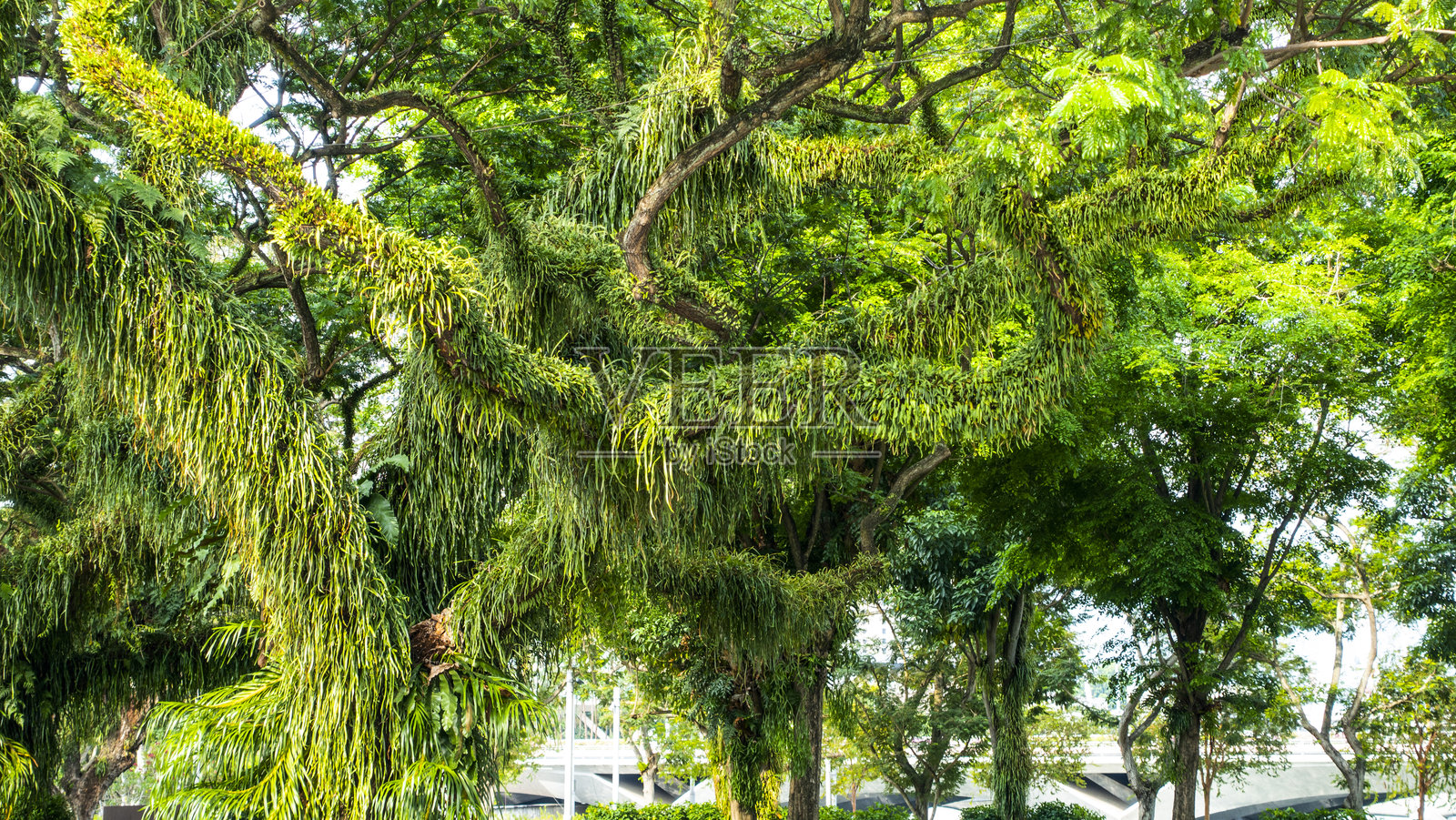 新加坡照片摄影图片