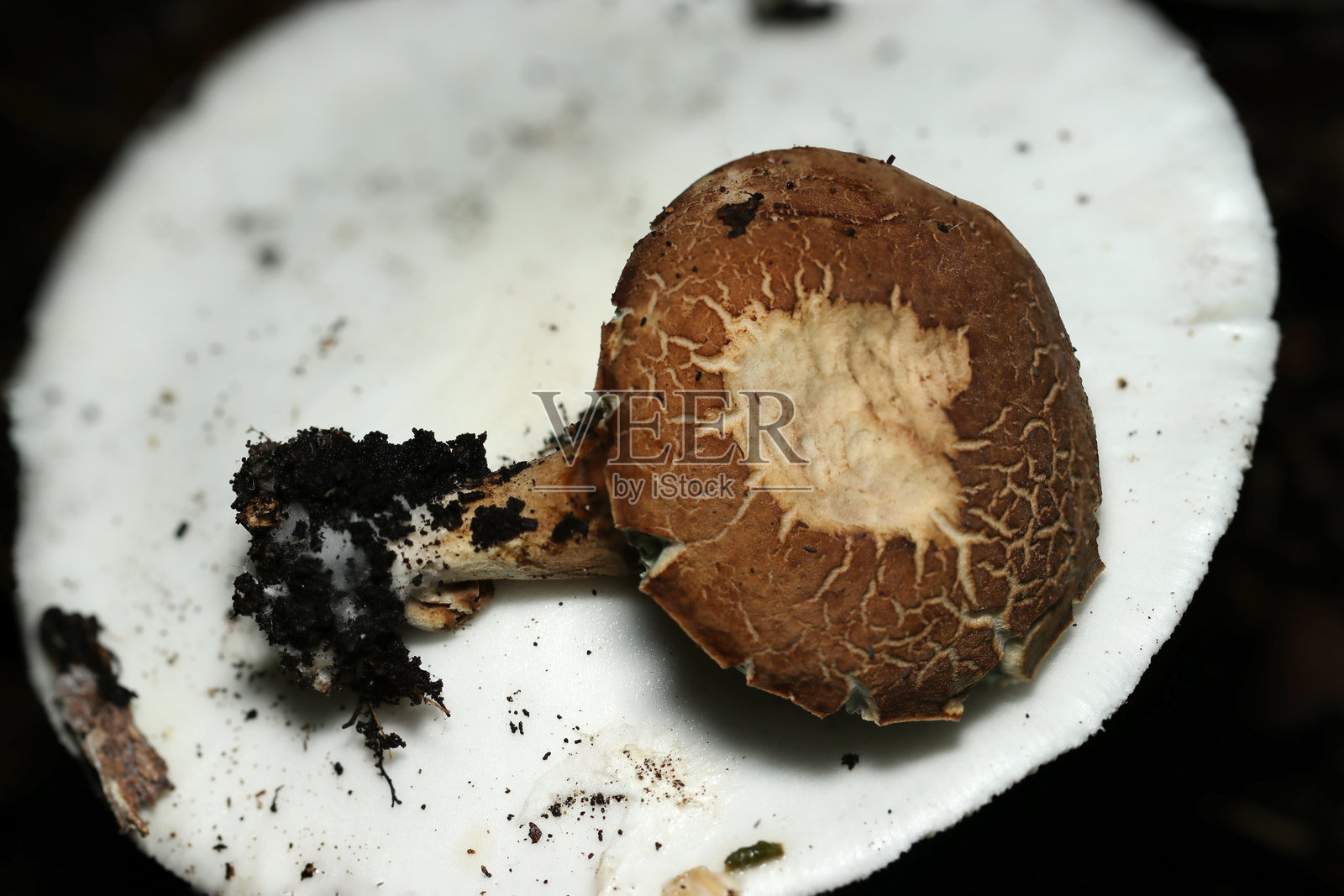 顶部放有白色毒鹅膏菌（天狗茸）的日本小牛肝菌（猪口茸）特写宏观摄影照片摄影图片