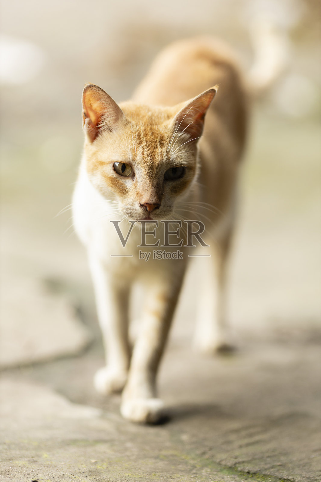 猫的特写照片摄影图片