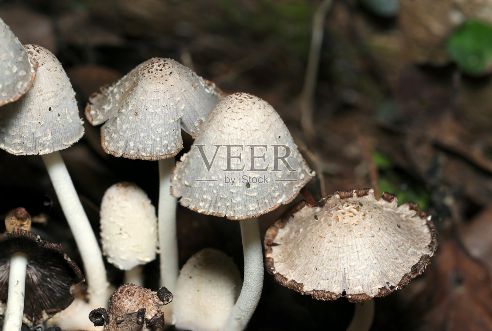 腐烂木头上的成熟日本墨耳（Coprinopsis atramentaria，火羽茸）蘑菇（户外野外真菌，真菌学特写微距照片）照片摄影图片