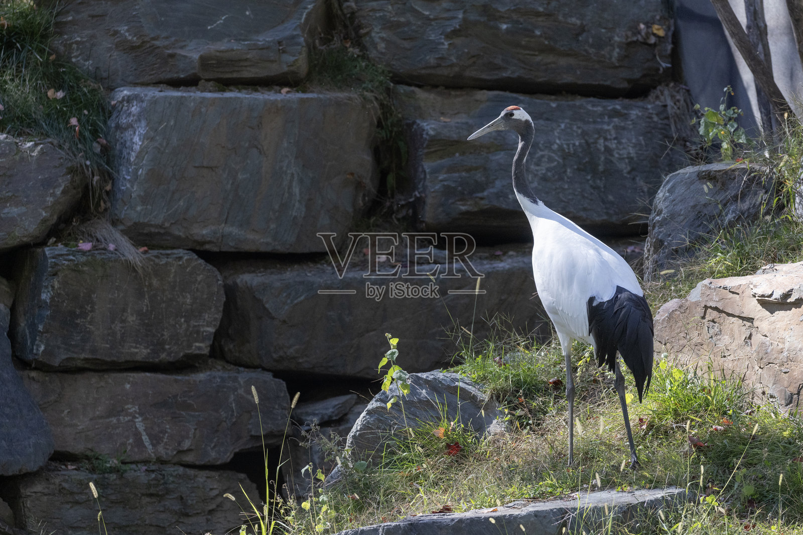 丹顶鹤照片摄影图片