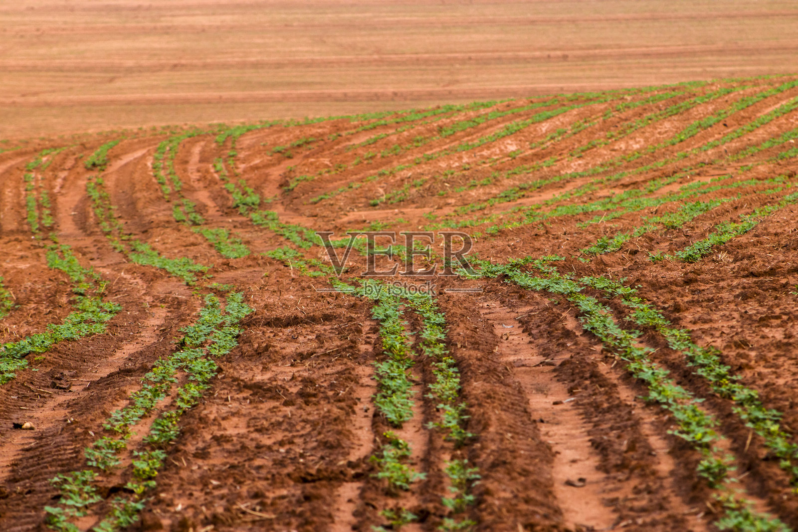 农场里弯曲的行间，长着年轻的花生幼苗照片摄影图片
