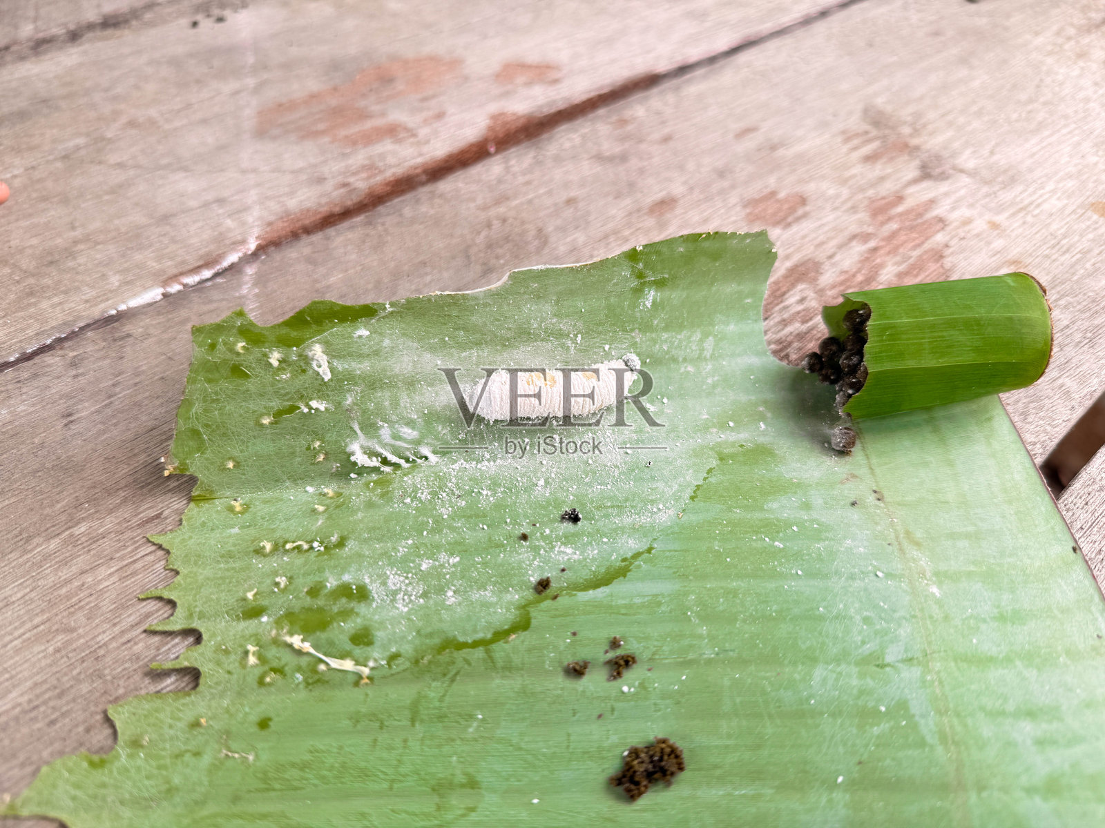 香蕉蛾，香蕉蠕虫照片摄影图片