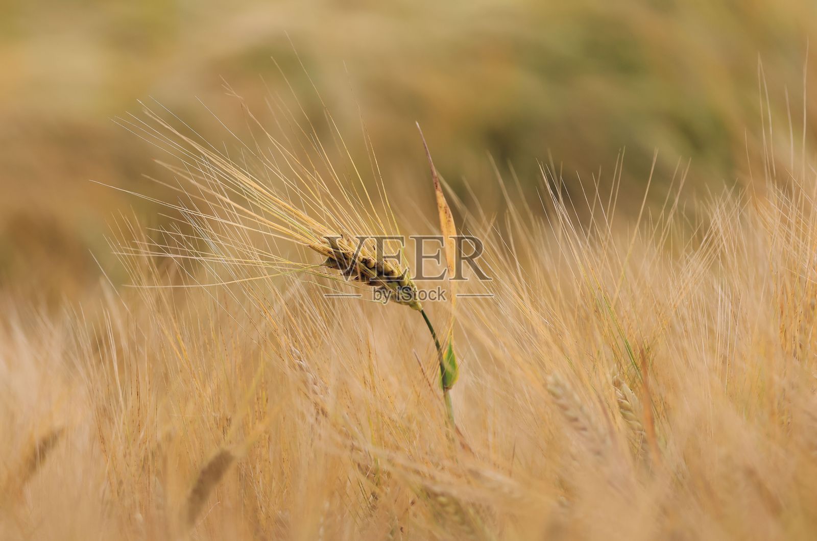 金色麦田特写照片摄影图片