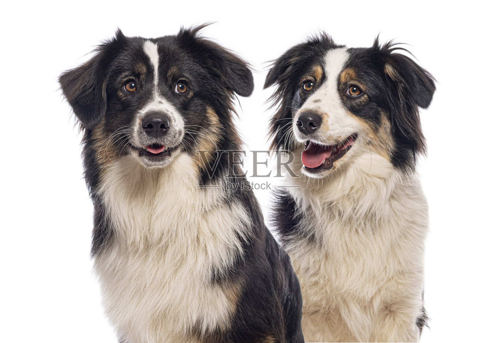 澳大利亚牧羊犬坐在白色背景上，面带微笑照片摄影图片