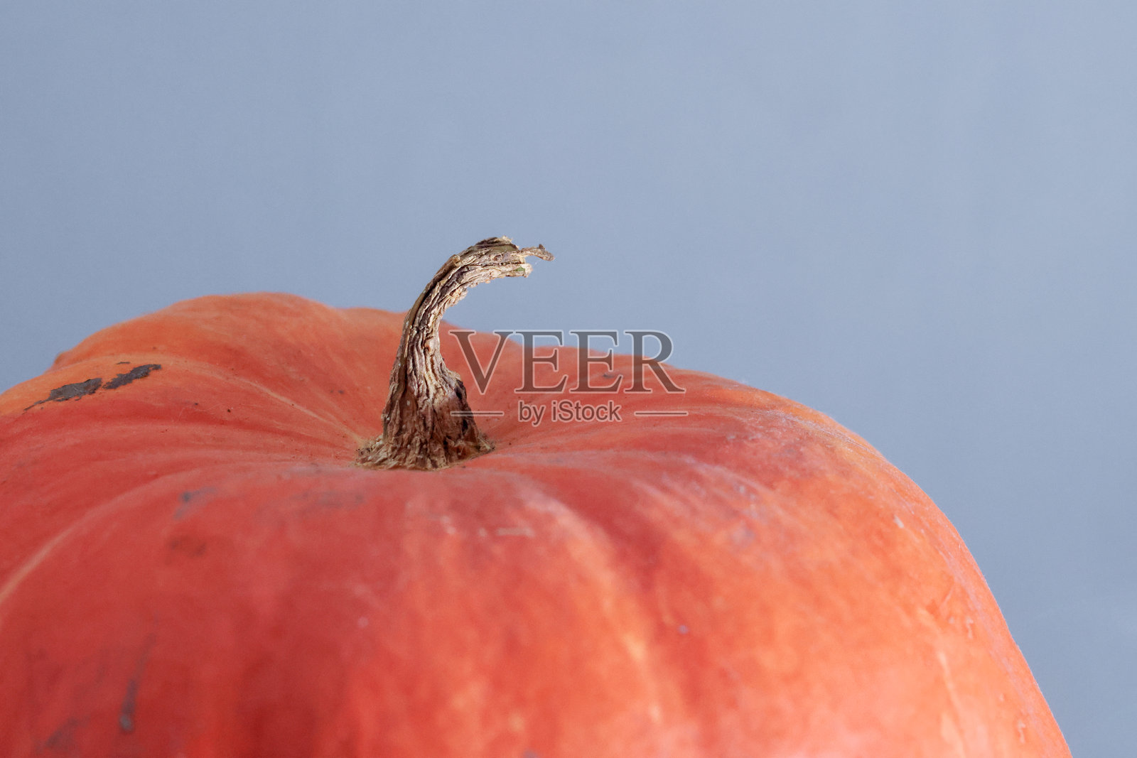 橙色南瓜带尾巴。灰色背景。特写。照片摄影图片