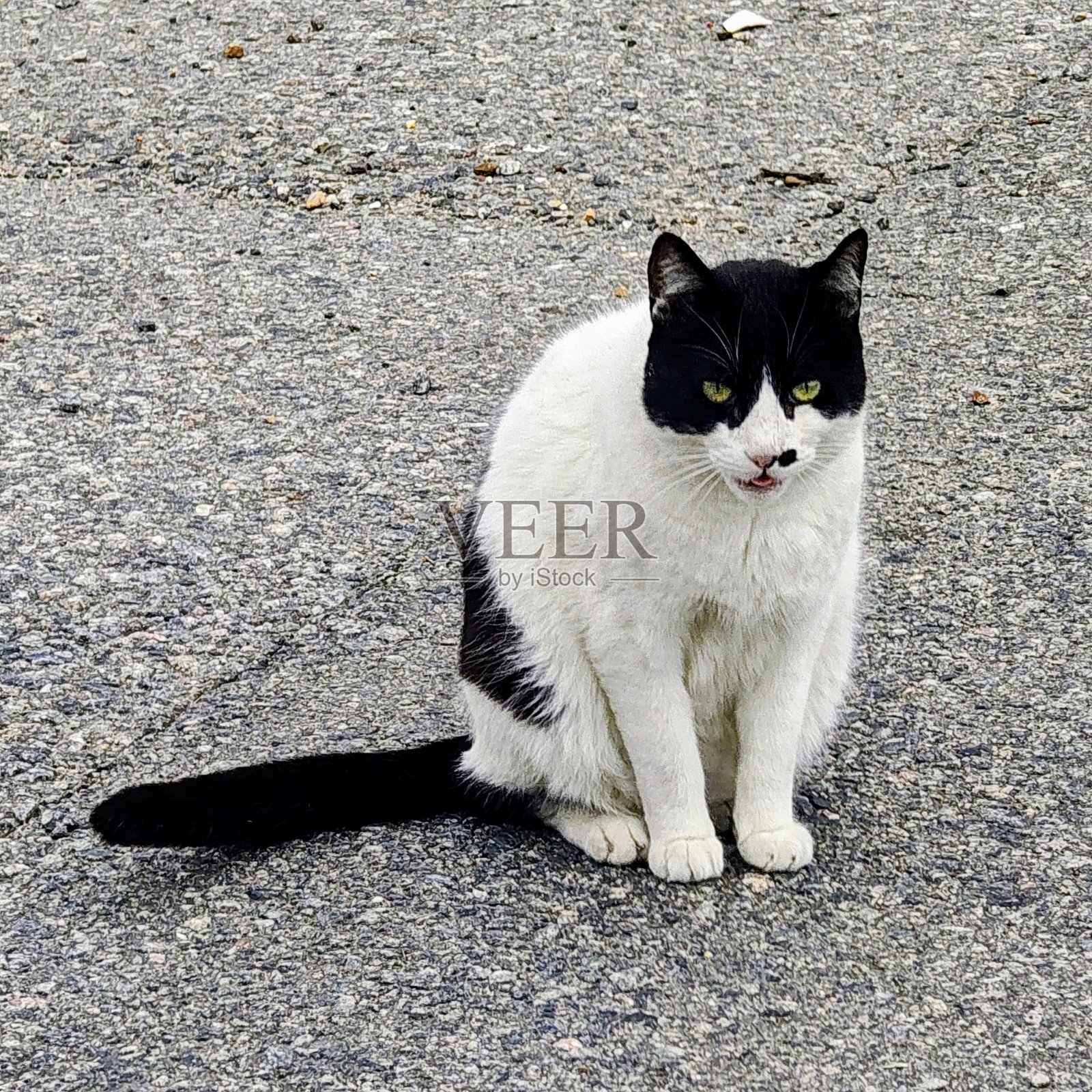 会说话的猫照片摄影图片