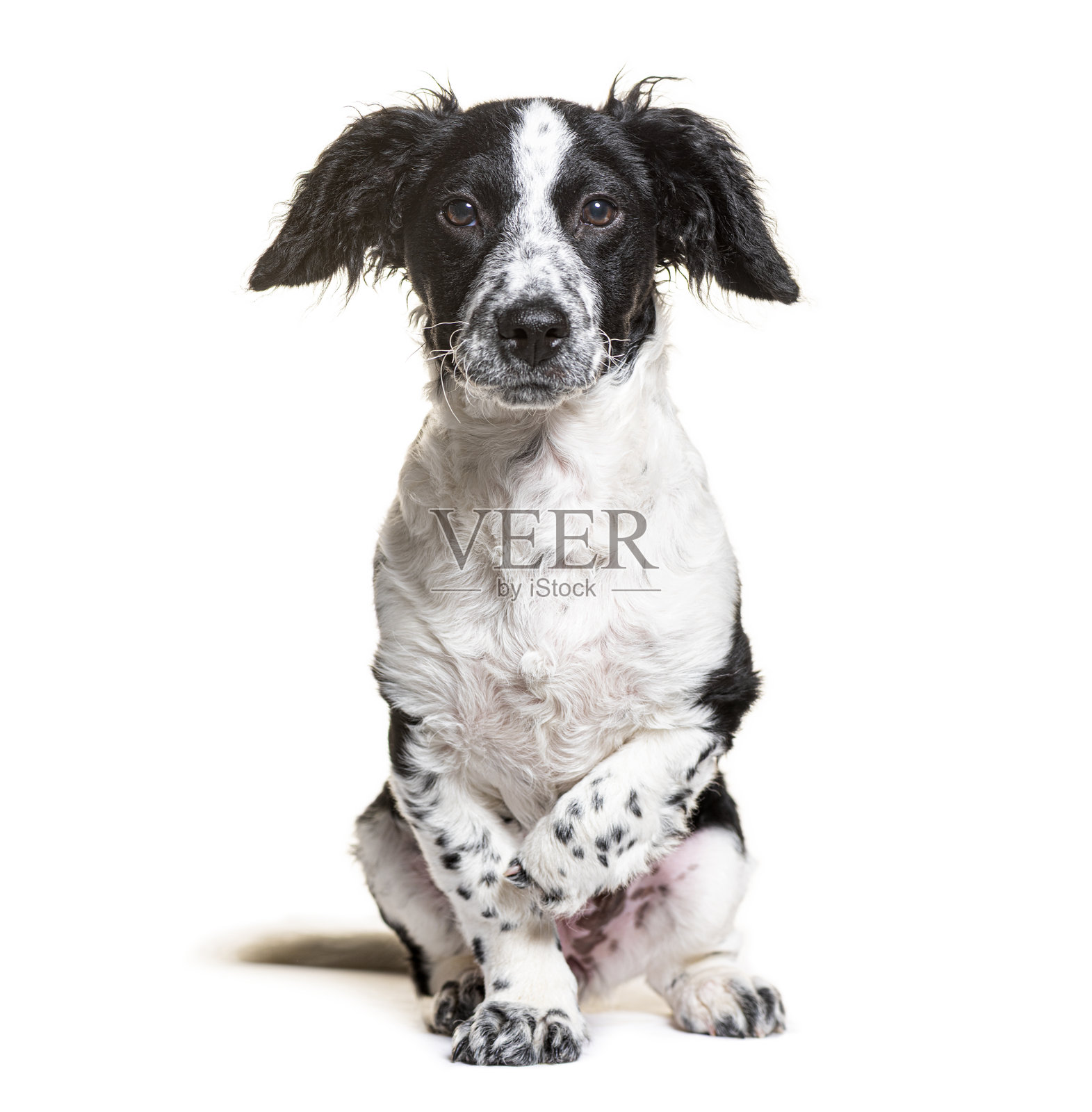 一只斑点黑白串串狗坐着看向镜头照片摄影图片