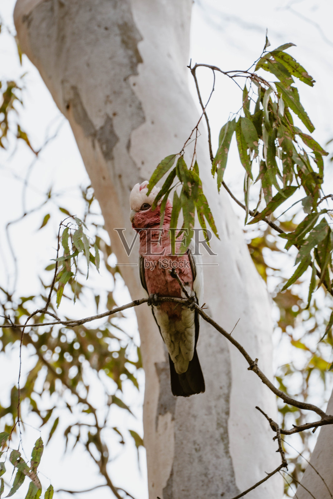 桉树上的玫瑰胸葵花凤头鹦鹉照片摄影图片