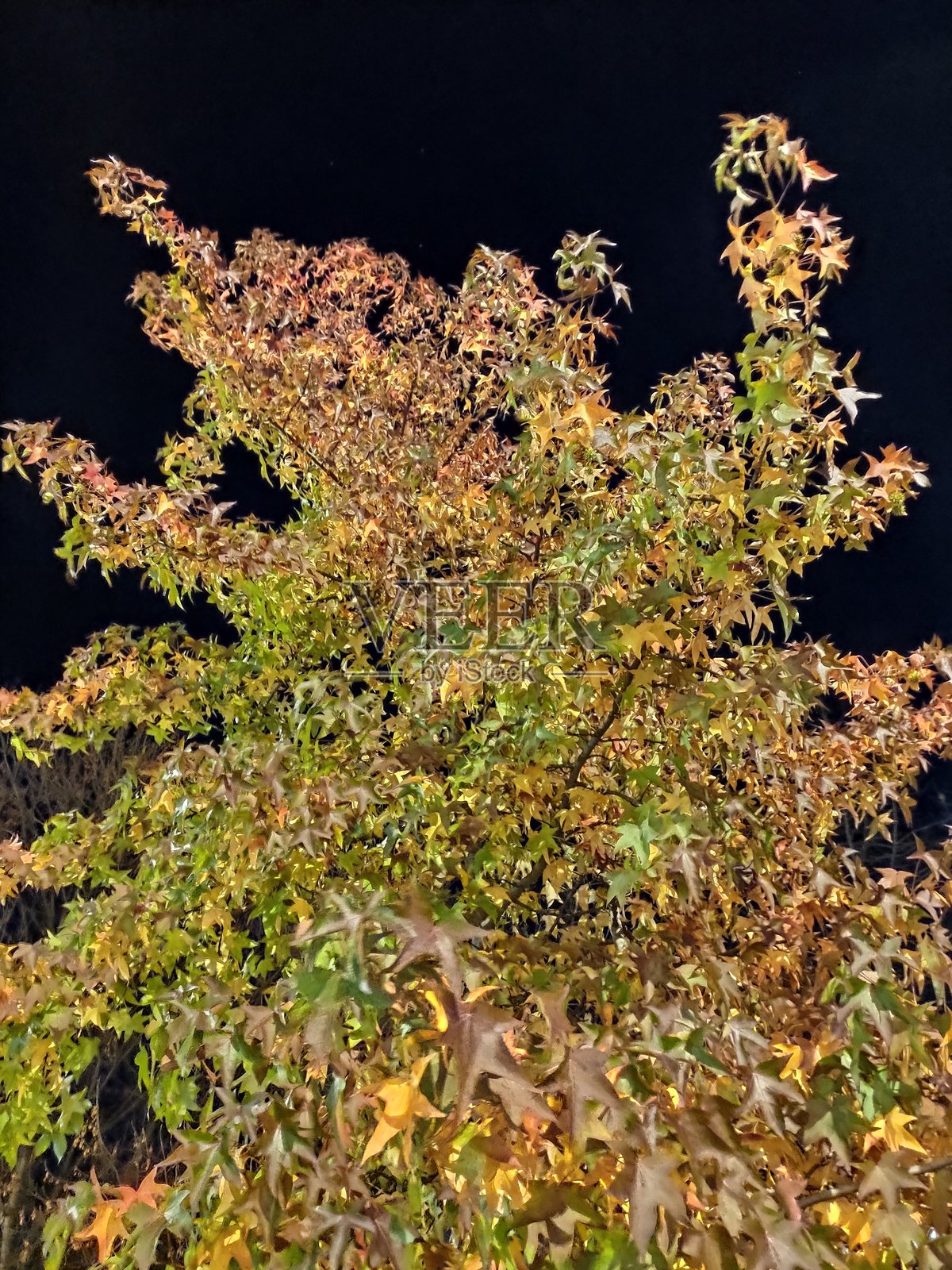 美丽的秋夜景象照片摄影图片