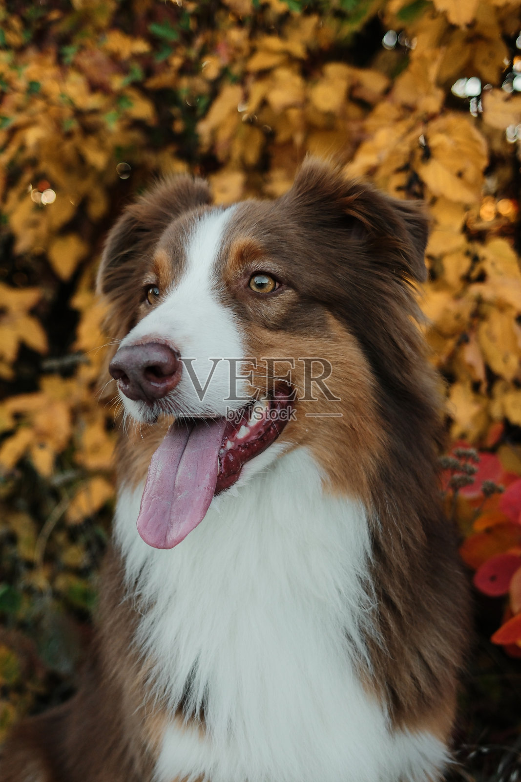 棕色澳大利亚牧羊犬的特写肖像，背景为黄色秋叶森林。秋季户外宠物肖像。照片摄影图片
